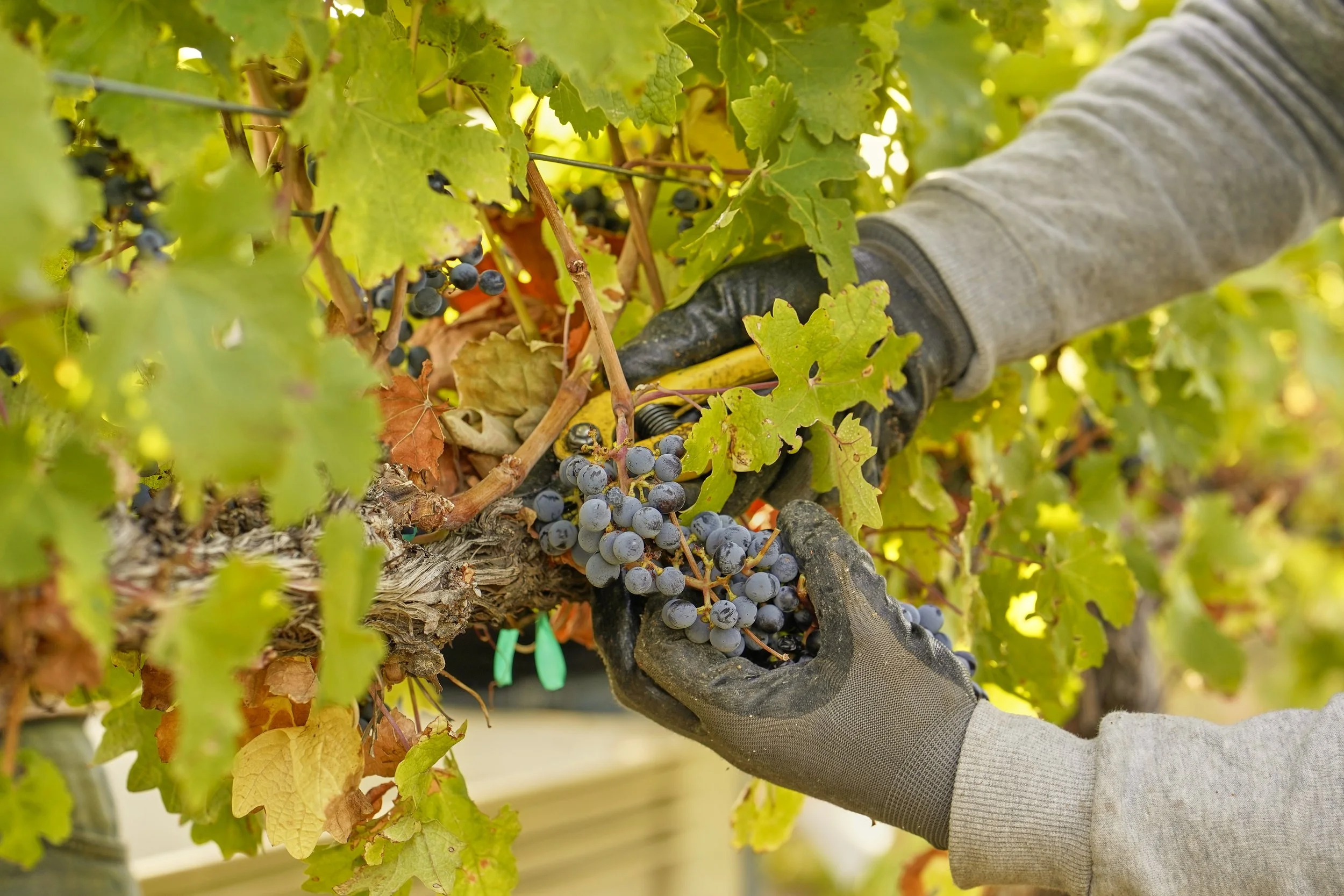 A person harvesting dark purple grapes from a grapevine in a vineyard. The person is wearing a gray sleeve and black gloves, and the vine has green leaves. The image is bright and colorful, suggesting a sunny day.