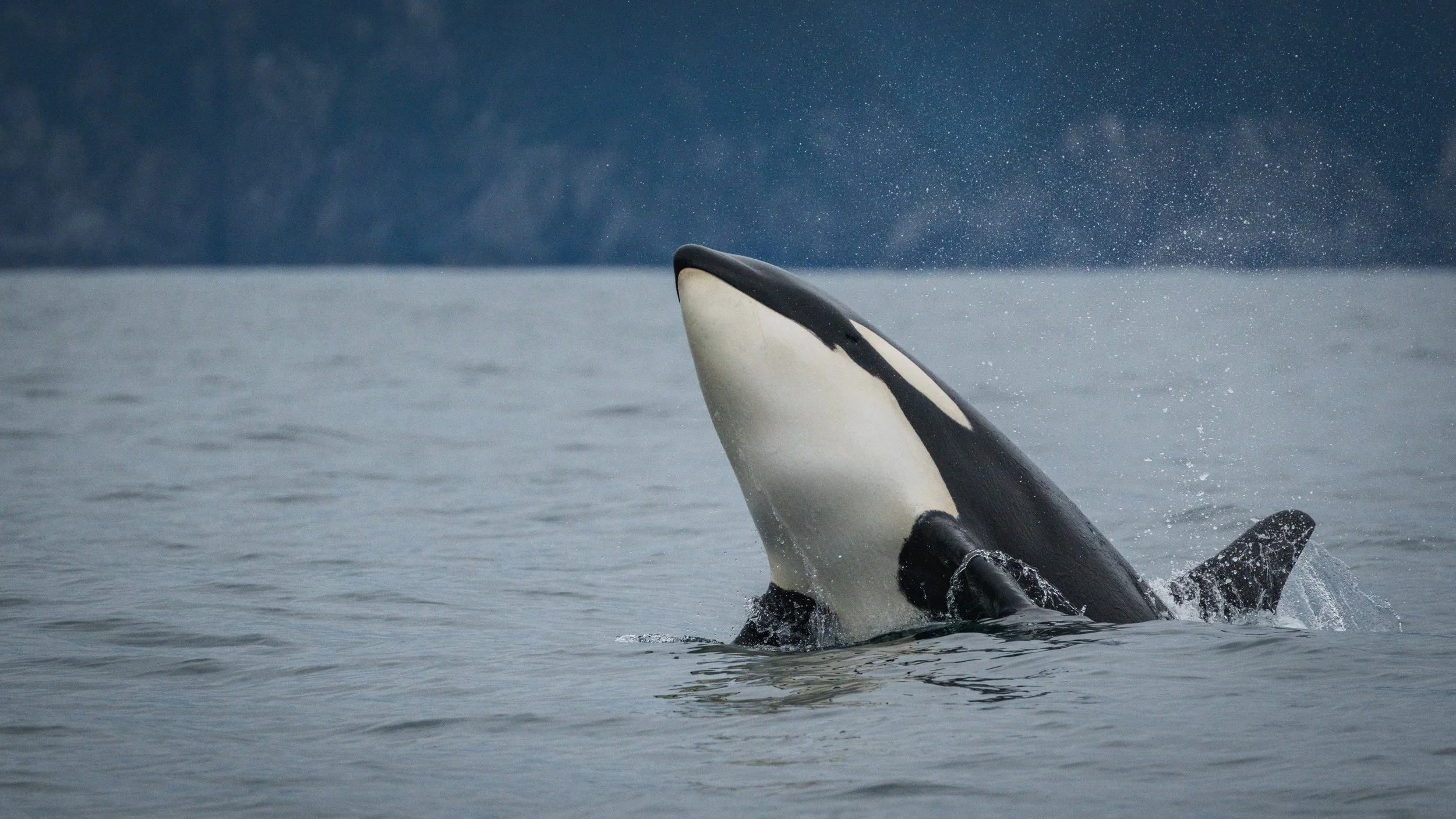 breaching orca