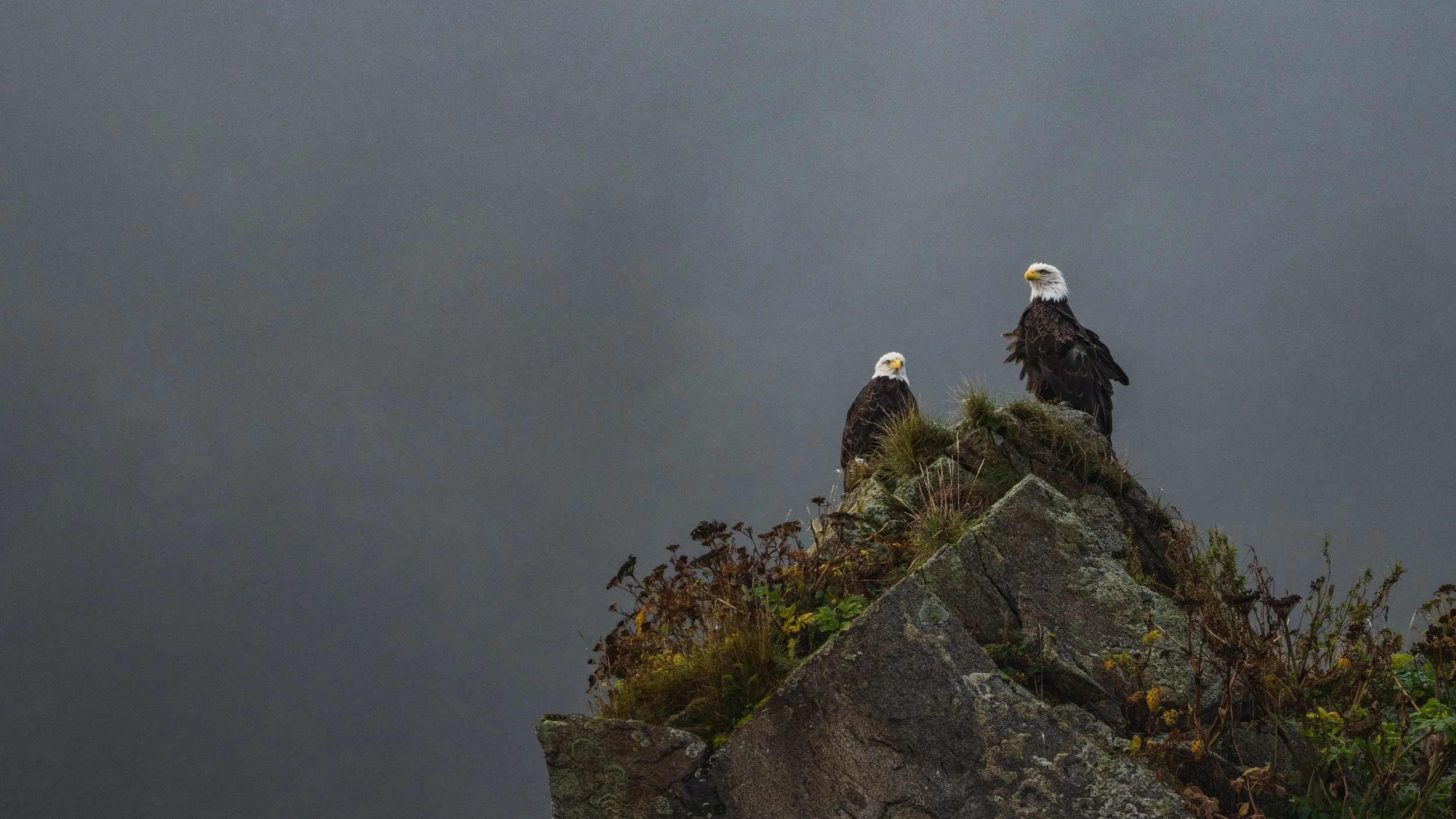 Two bald eagles on a rock