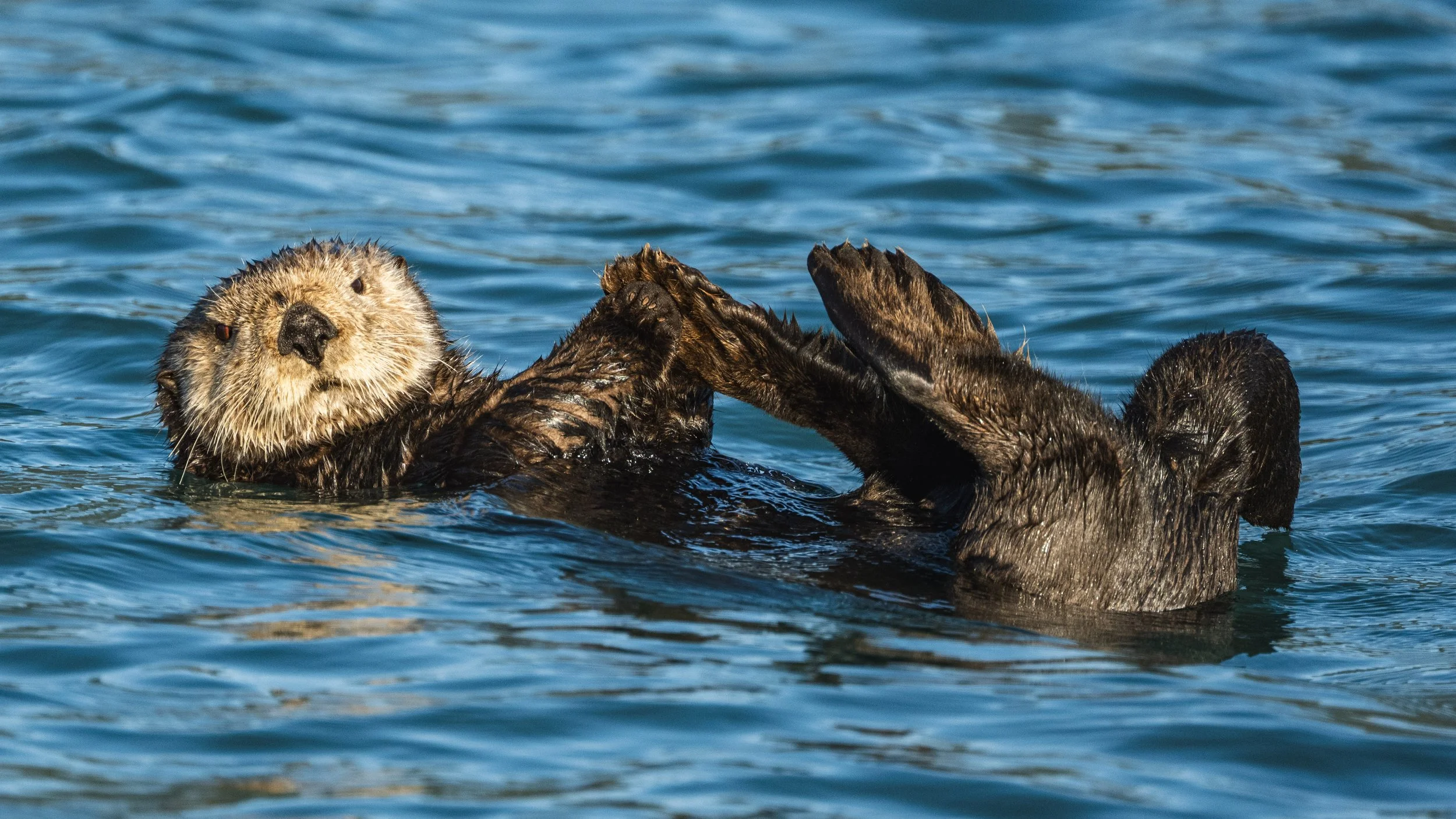 sea otter
