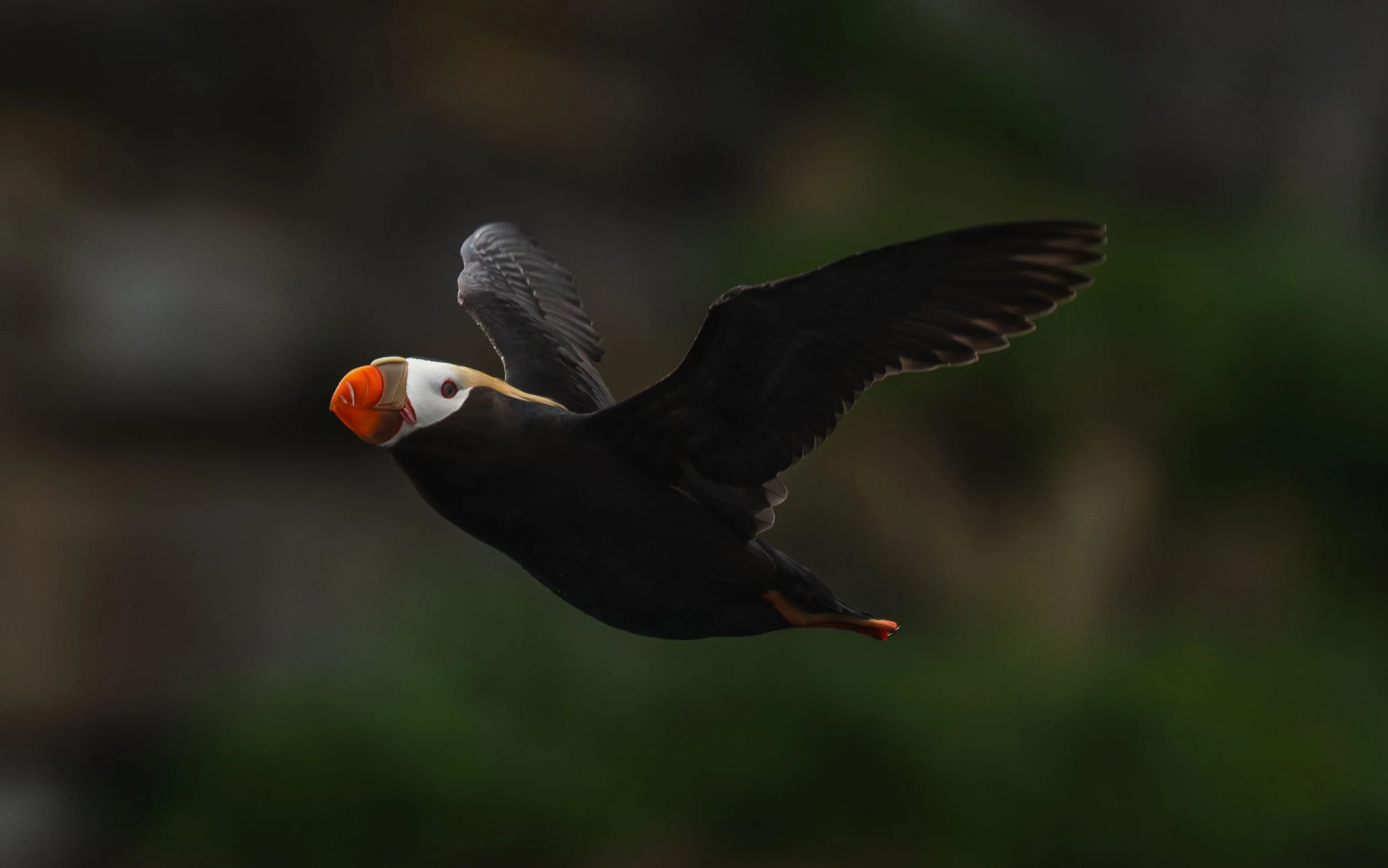 Tufted puffin