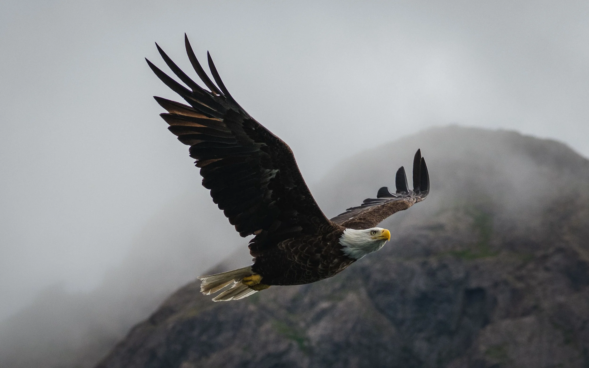 Bald eagle