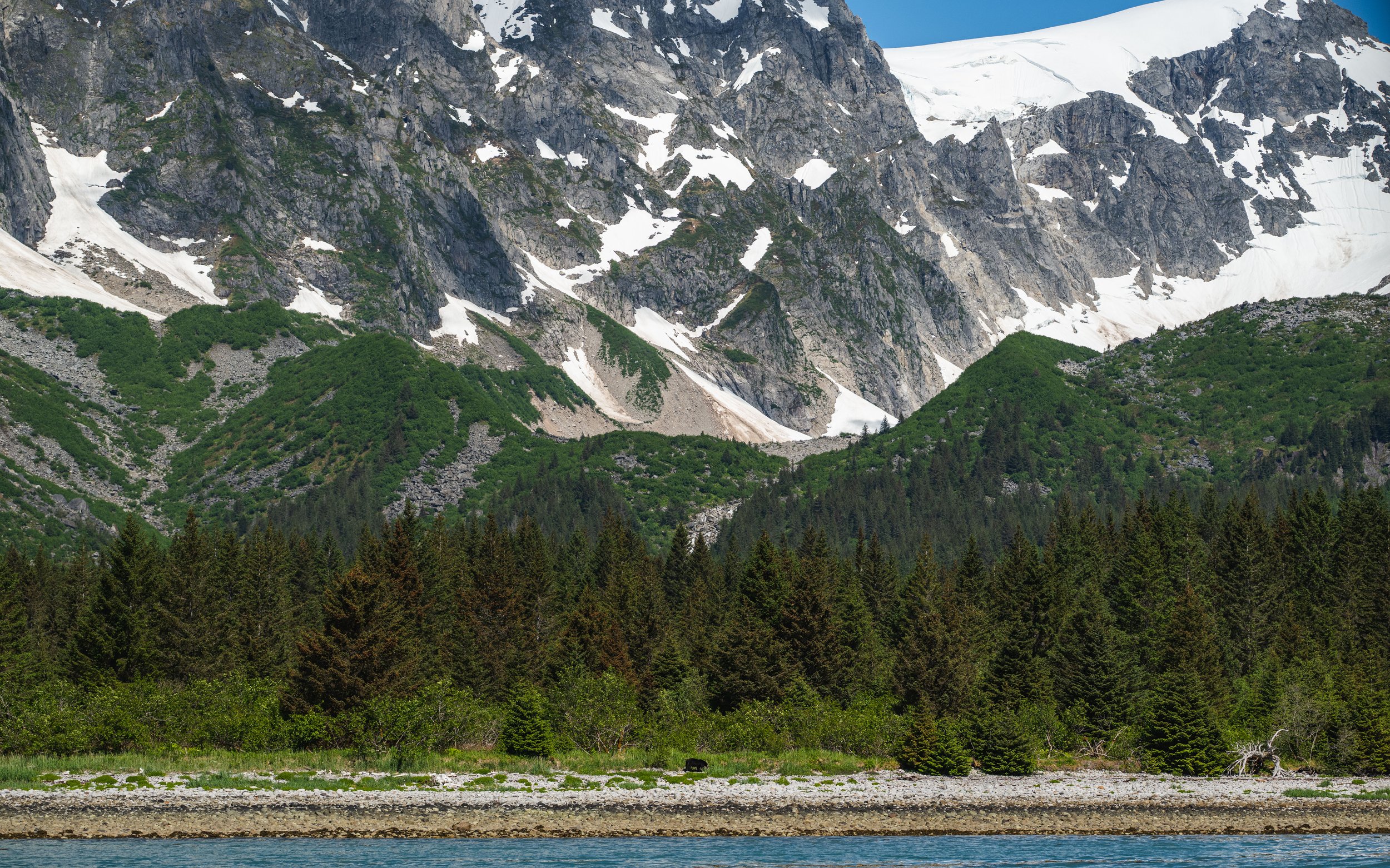 Black bear with mountains
