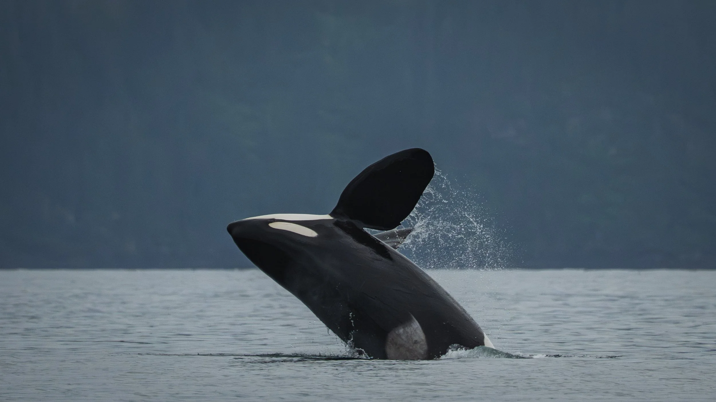 breaching orca
