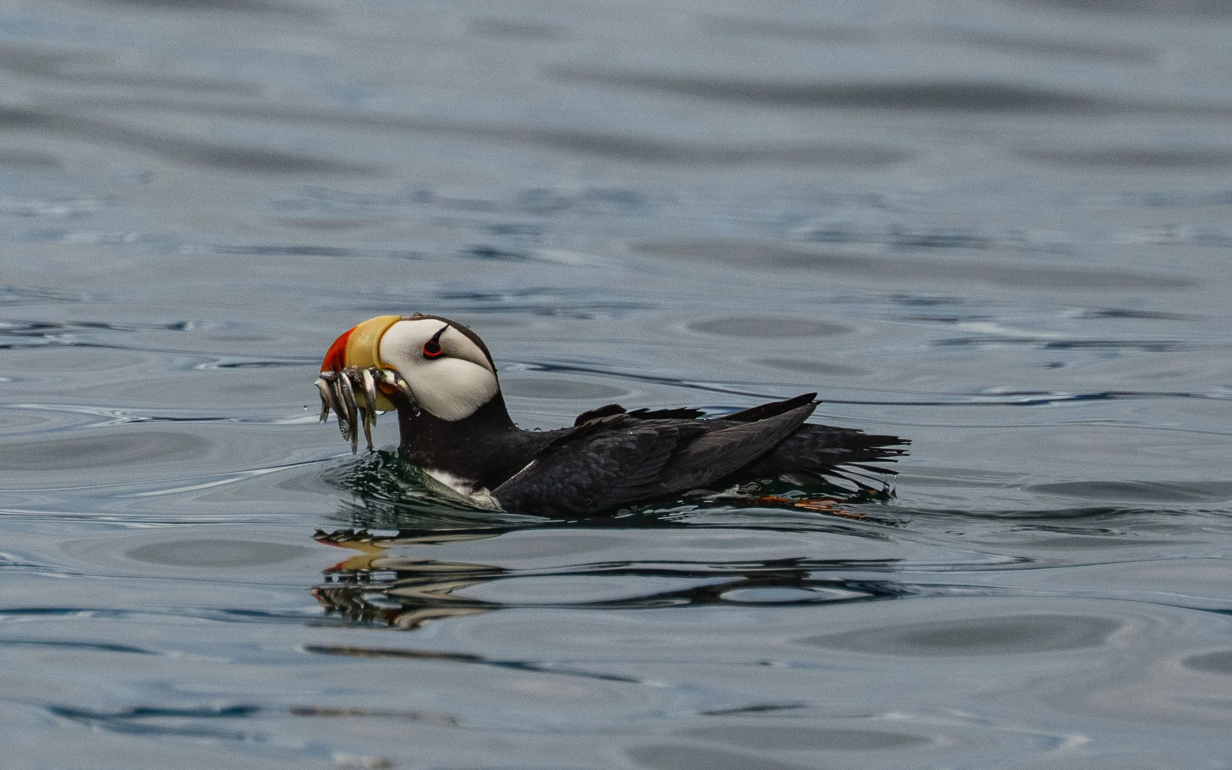 Horned puffin with fish