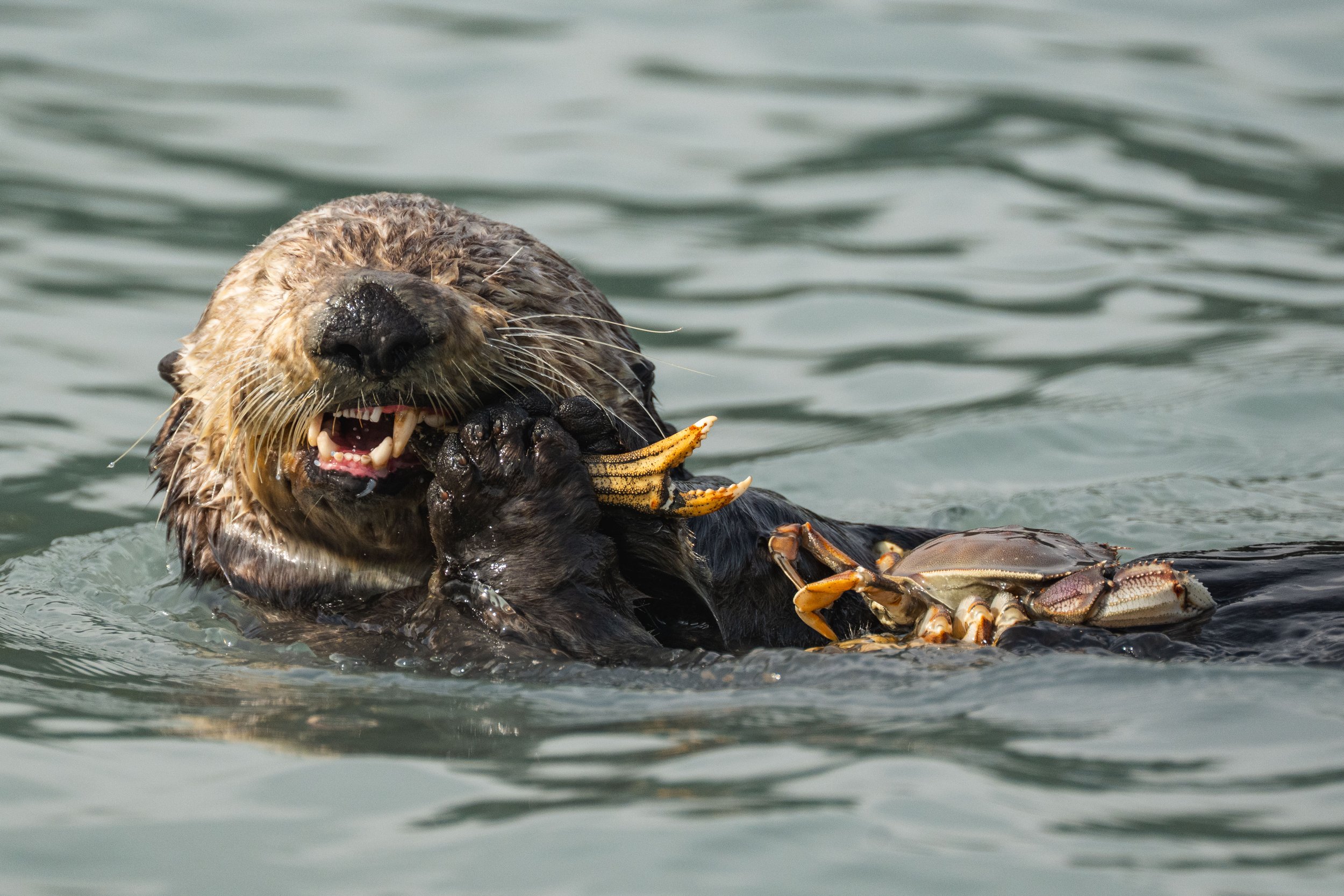 Otter eating a crab