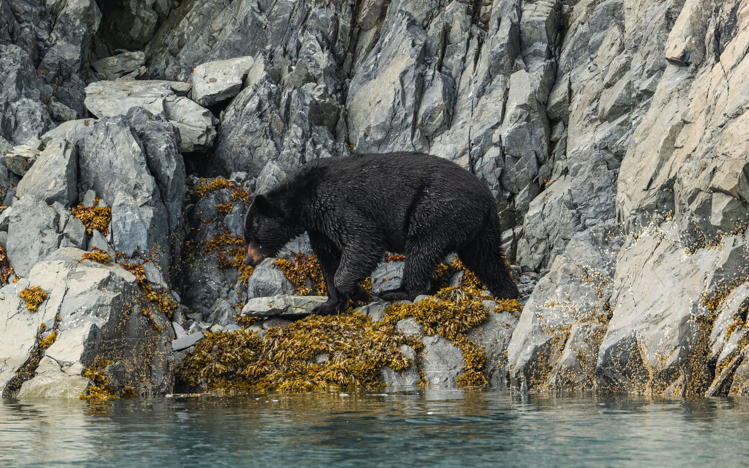 Black bear