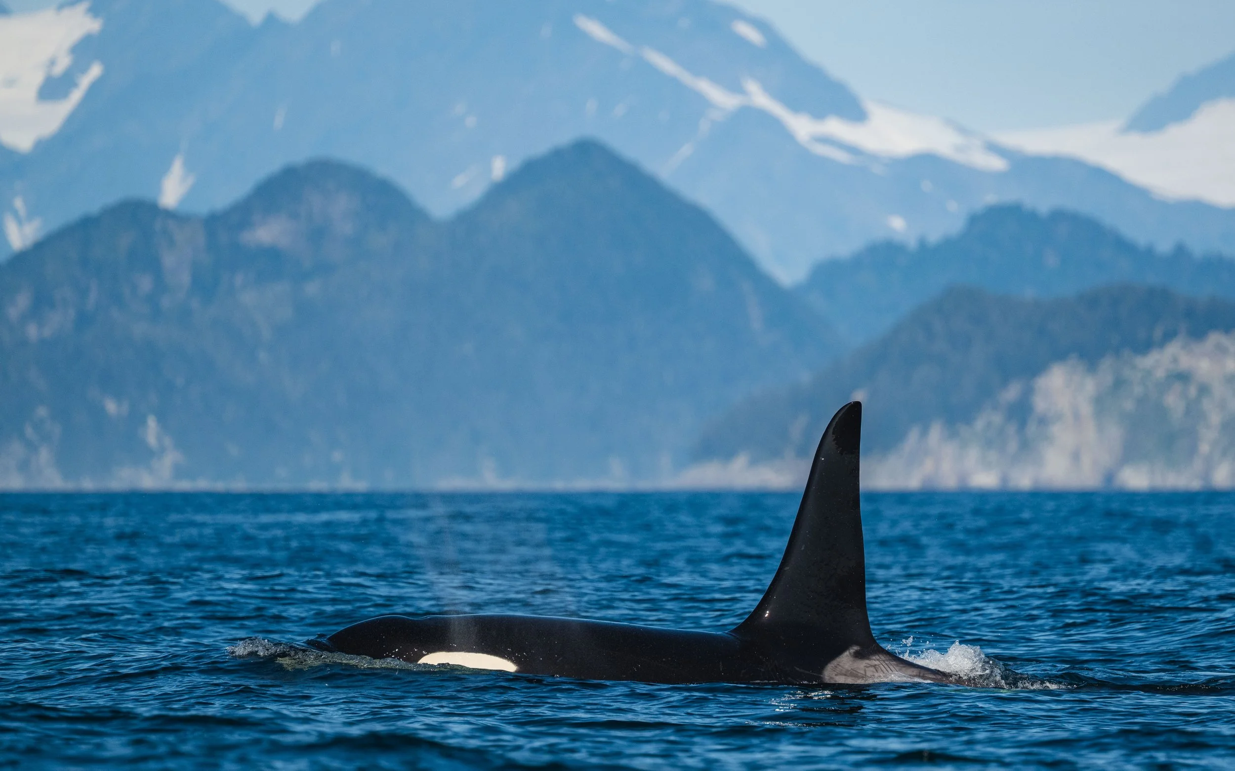 Male killer whale