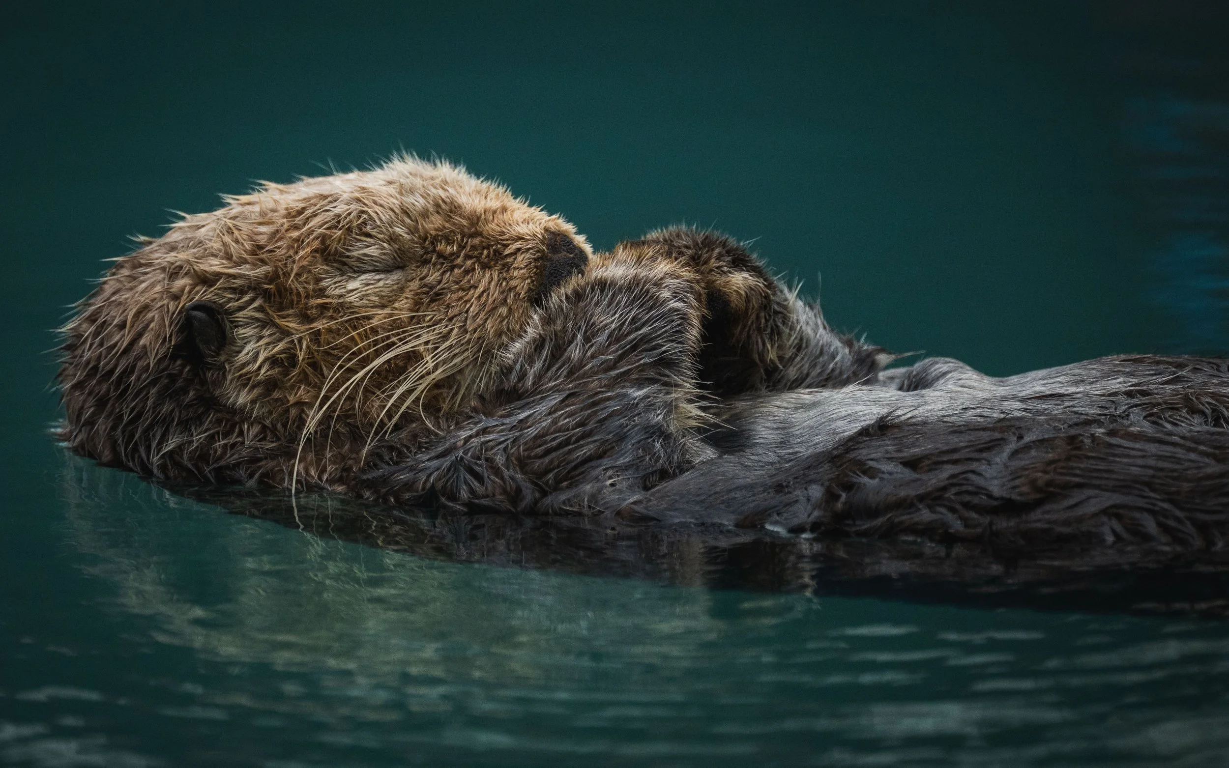 Sleeping sea otter