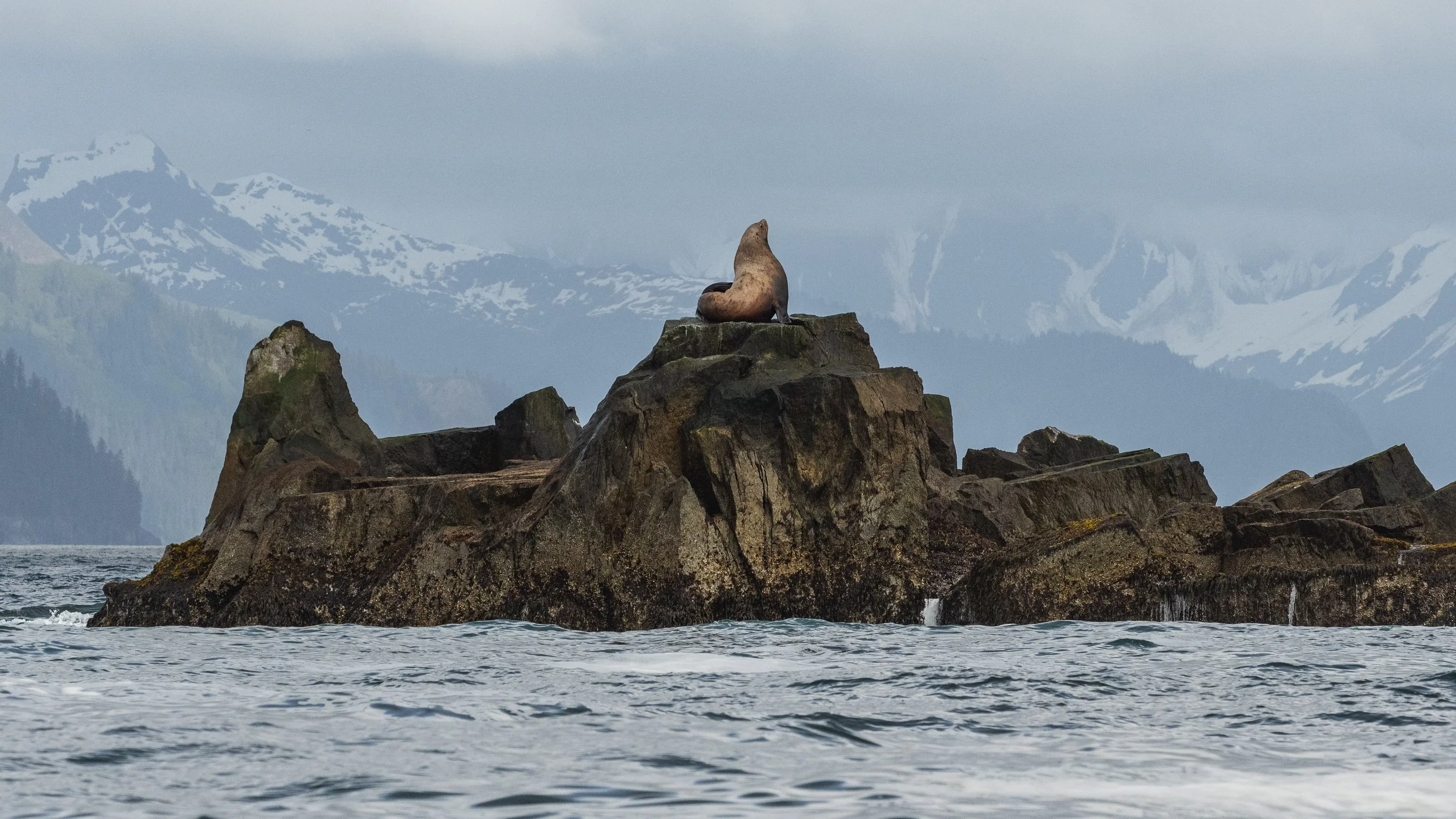 steller sea lion on a rock