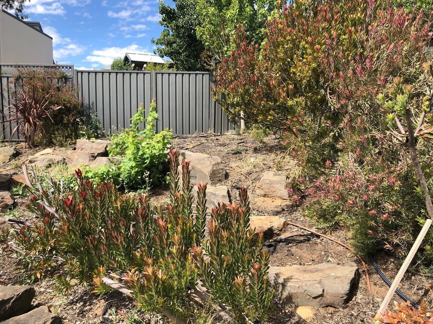 A before and after of an overgrown garden turned into a perfect outdoor entertainment area πͺ΄
#landscaping #backyard #concrete #gardens #gardenlife #landscaping #homeimprovement #gardendesign #patio #outdoorliving #landscapedesign #exteriordesign #g