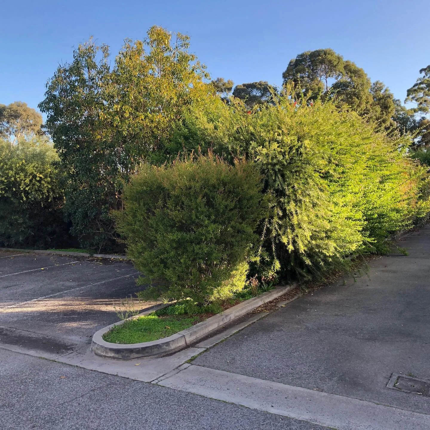 The team spent the day getting some overgrown hedges back in line. 
#greendayz #gardens #garden #gardening #flowers #nature #gardendesign #plants #hedges #gardener #landscape #gardensofinstagram #gardeninspiration #landscaping #gardeners #photography