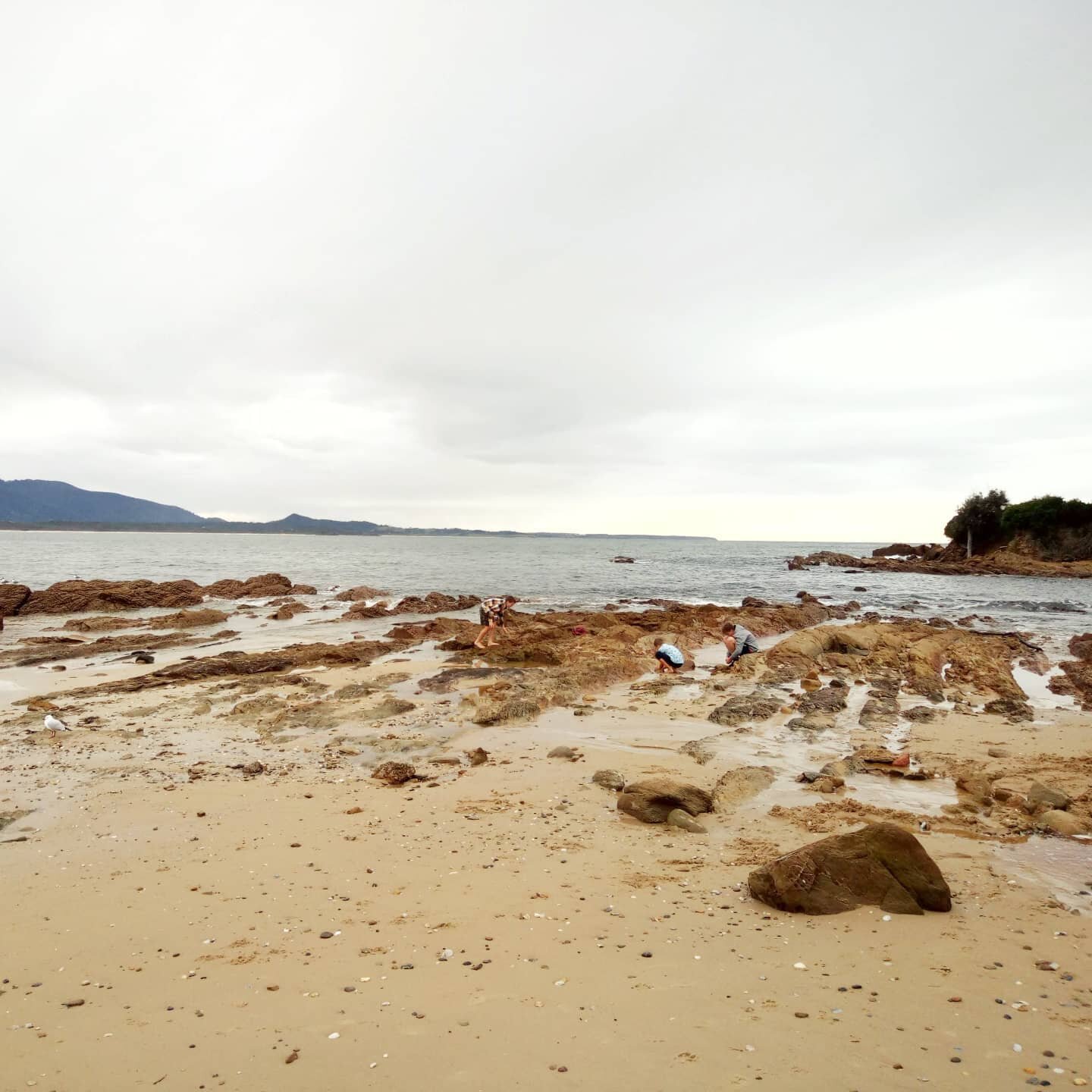 Exploring the rock pools at low tide, what a perfect after school activity 

#explorebermagui #discoverbermagui #bermagui #southcoast #southcoastnsw #rockpools #placesweswim #placesweswimnsw #hostingmasterclassgraduates #hostingmasterclass