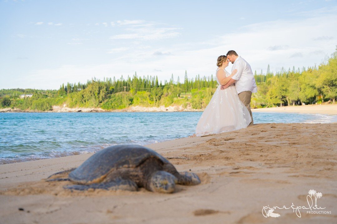 At a Monday-morning session, I finally confessed to a client about my dream of capturing a turtle in at ANY session.🐢

I'm not going to lie.. every session for the rest of that week looked a little like this!!😍🥰

Congratulations Lindsey &amp; Tim!