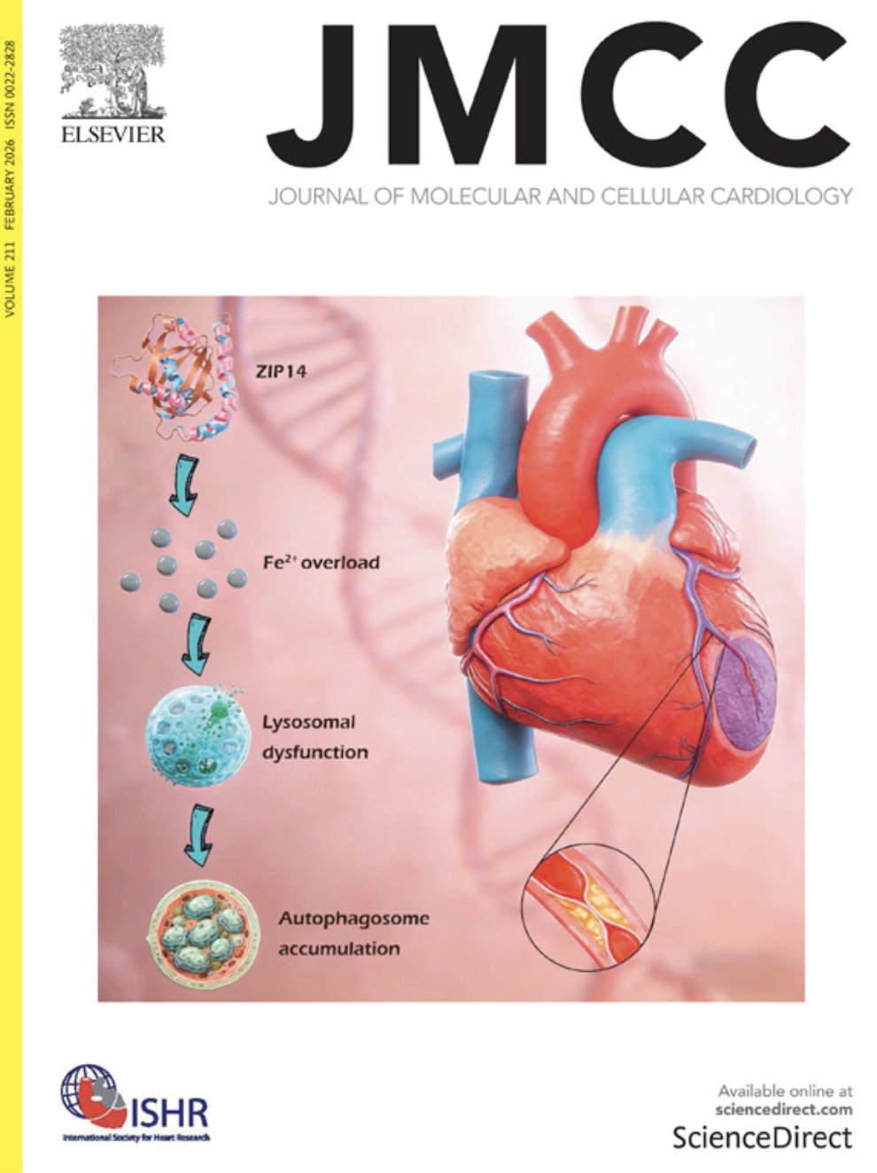 Tadros et al, 2026 JMCC