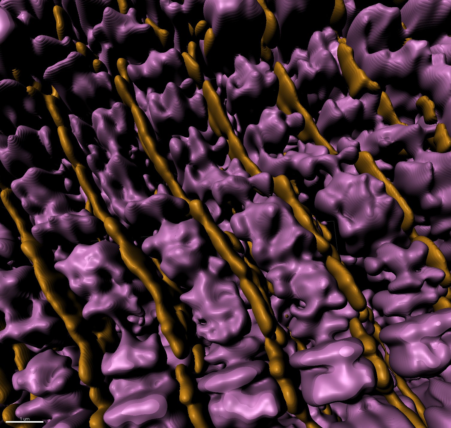 3D rendering of super resolution image: sarcomere thin filaments (magenta), z-discs (yellow)
