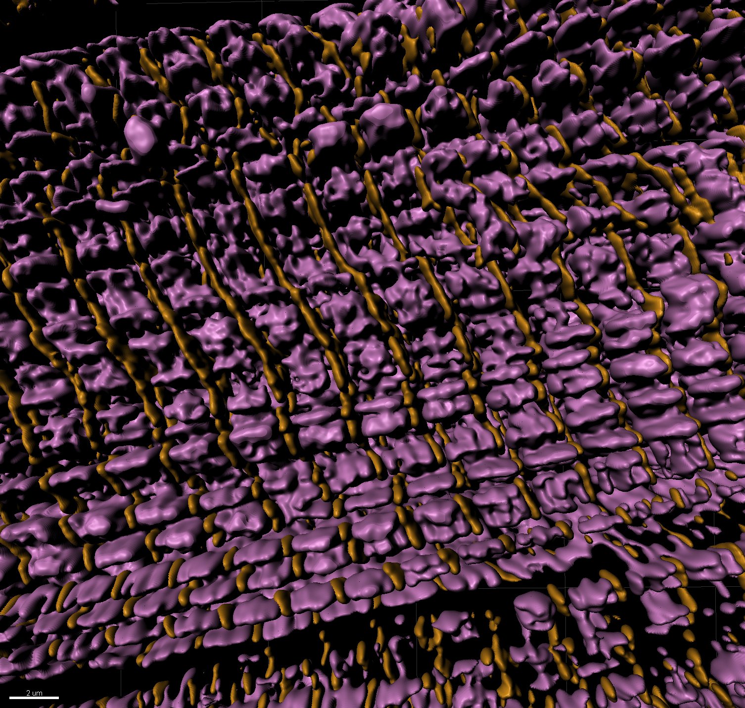 3D rendering of super resolution image: sarcomere thin filaments (magenta), z-discs (yellow)