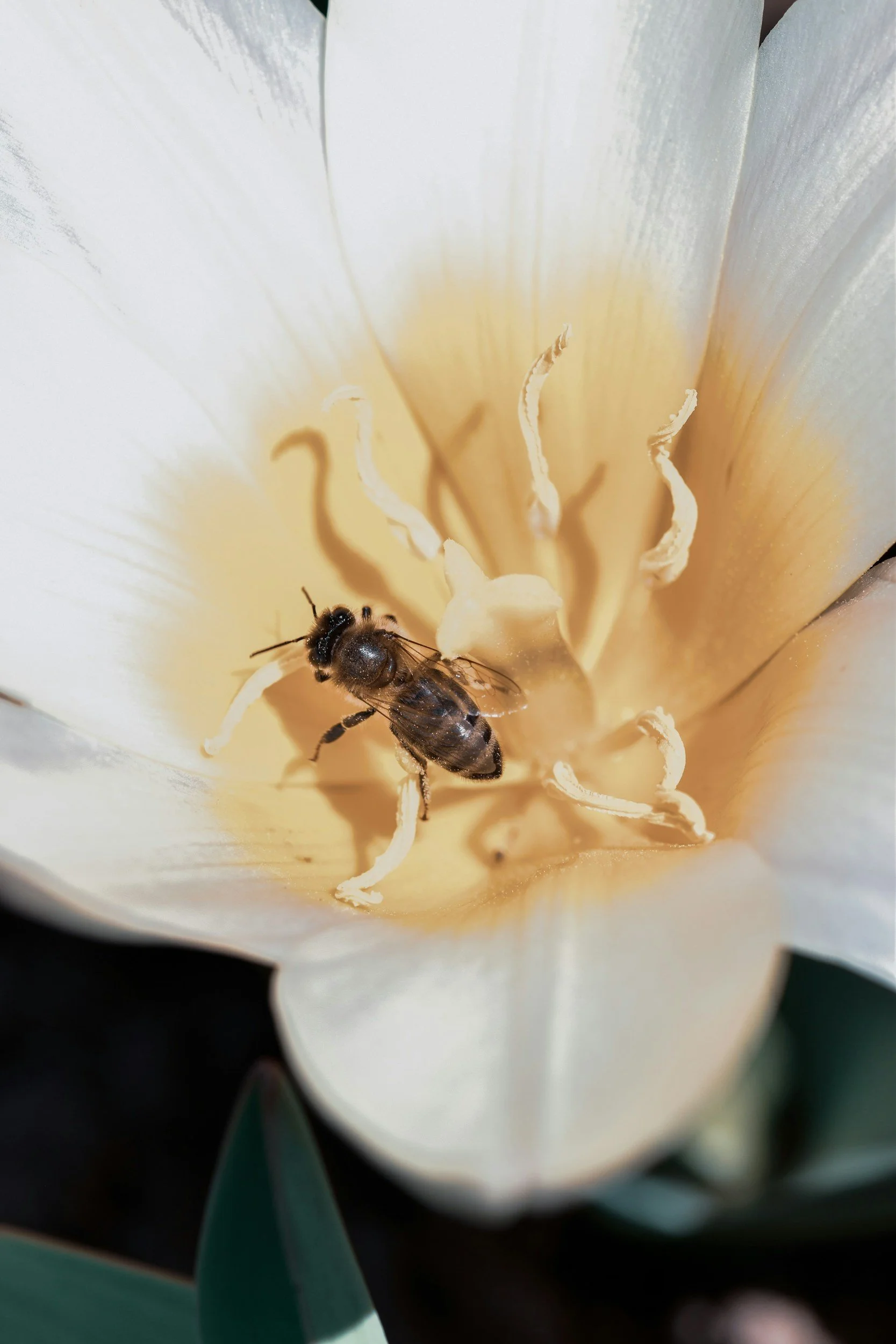 A New Generation for Beeswax: Why we are in love