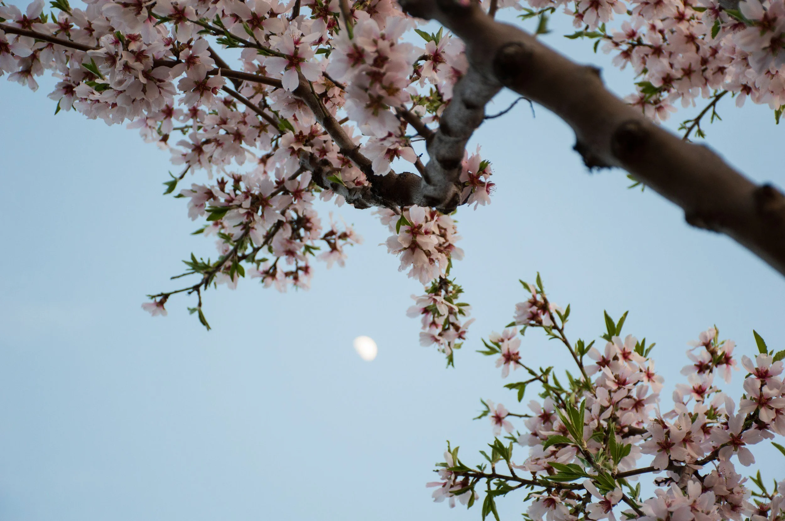 September’s Virgo Season: Blossoms, Balance, and the Art of Becoming