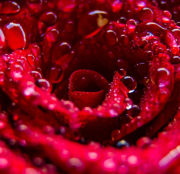 Rose-Bulgarian-Concrete.jpeg