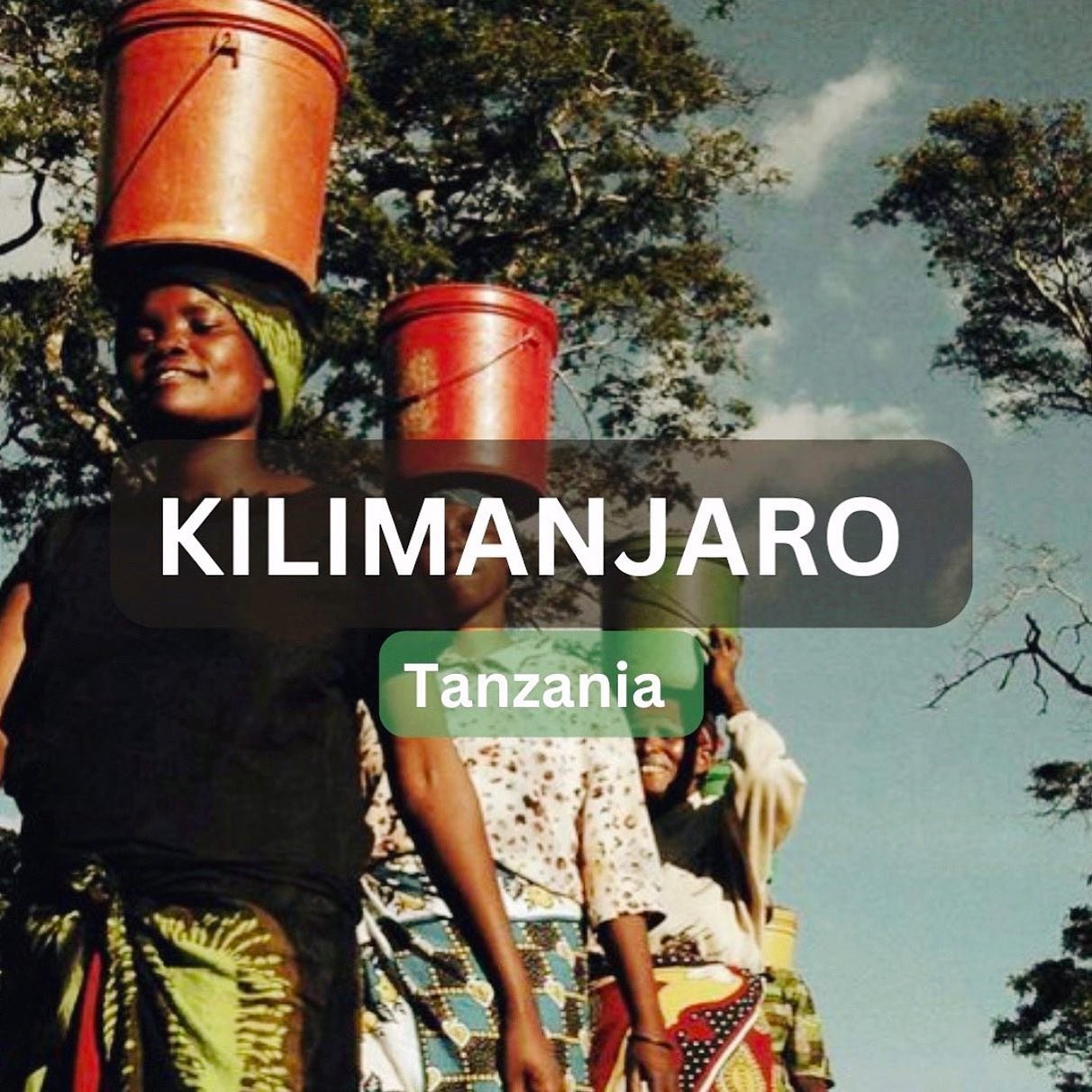 Our Kilimanjaro roast is BACK! ☕️ Get your favorite African bean fix online now. #Kilimanjaro #coffee #backinstock #tanzaniancoffee 

✨link in bio✨