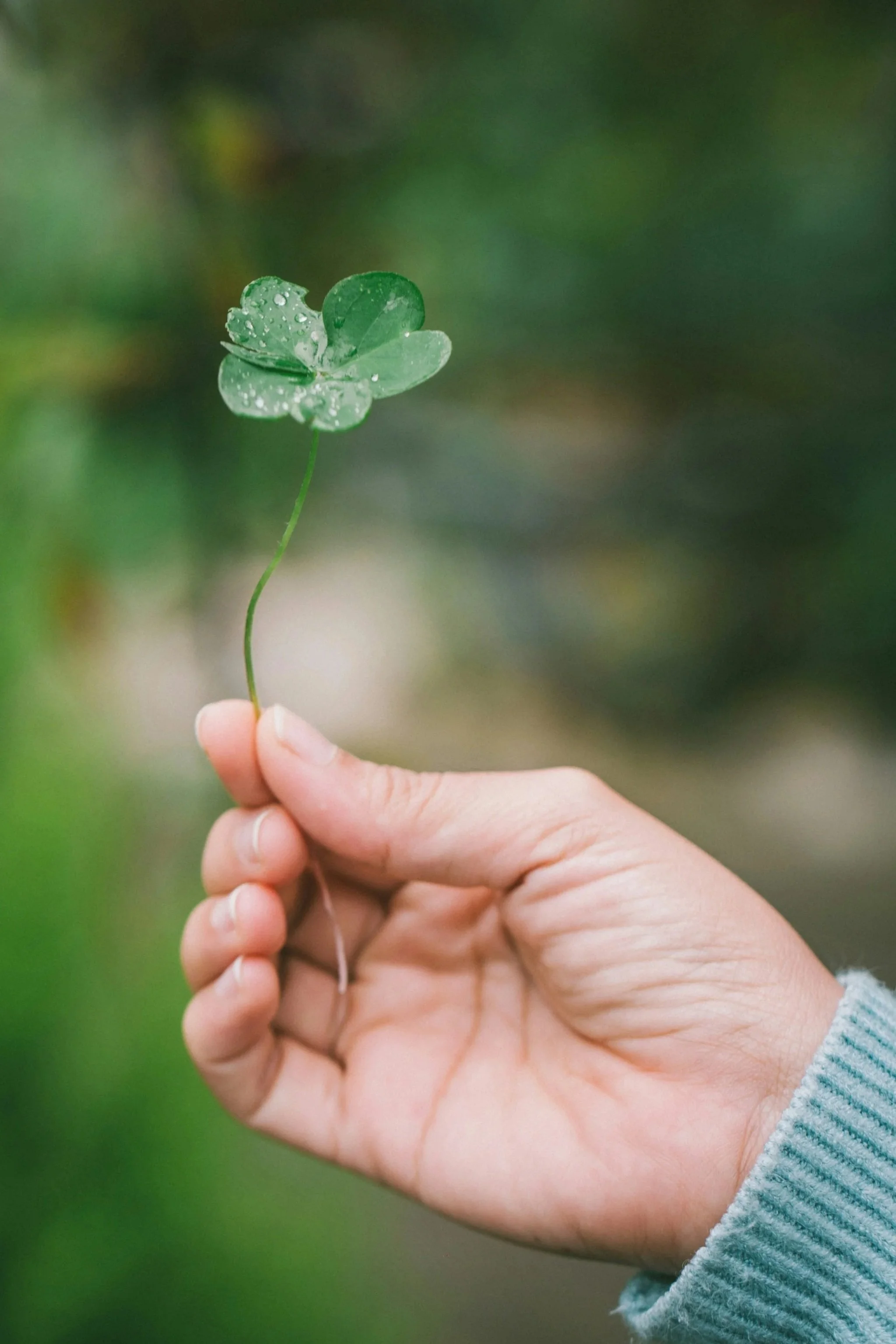 Close up of a hand holding a four leaf clover, representing growth, positive outcomes, and individualized recommendations in psychological evaluation.
