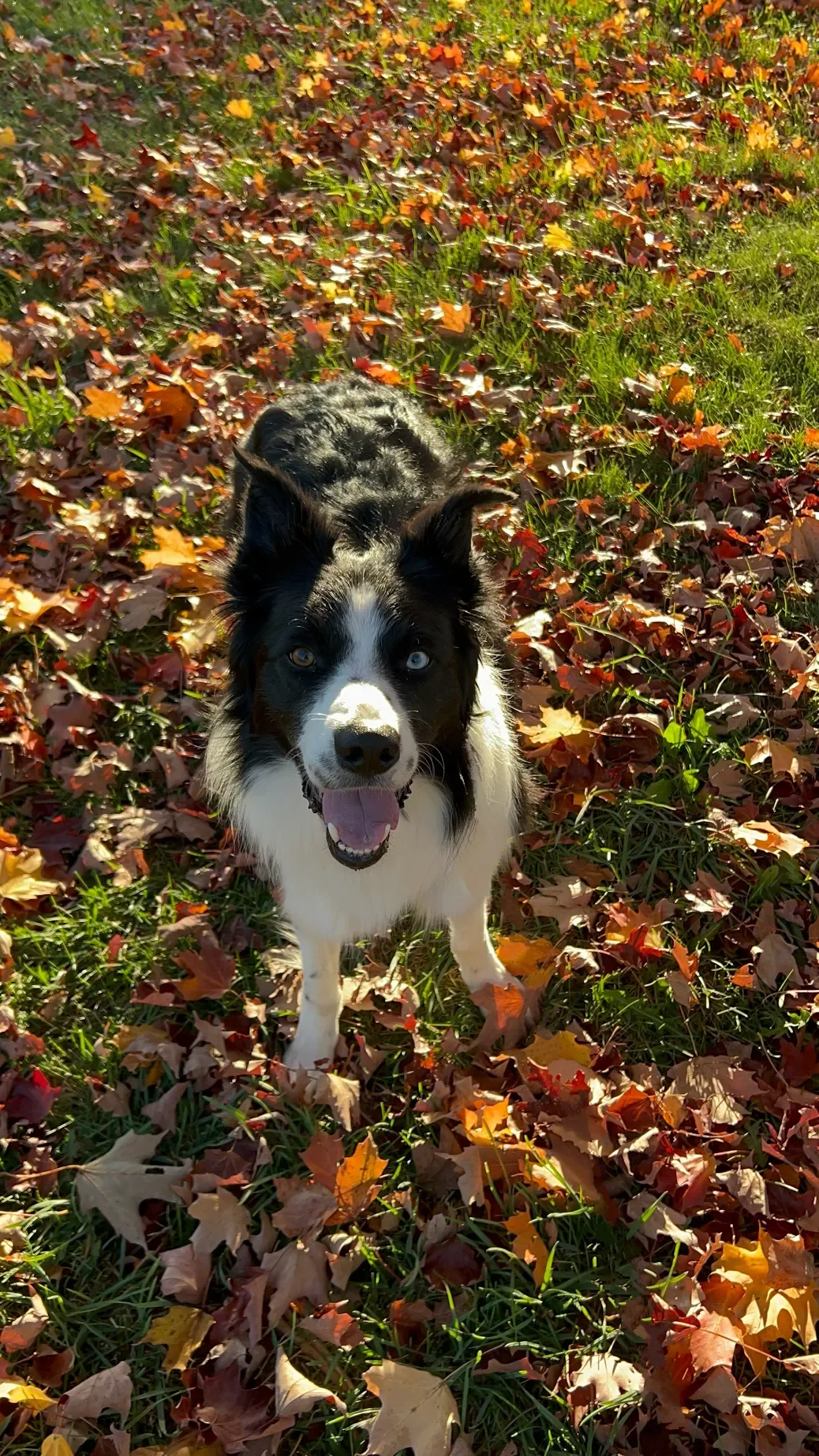 Pixel, Tatiana, &amp; Geraldo