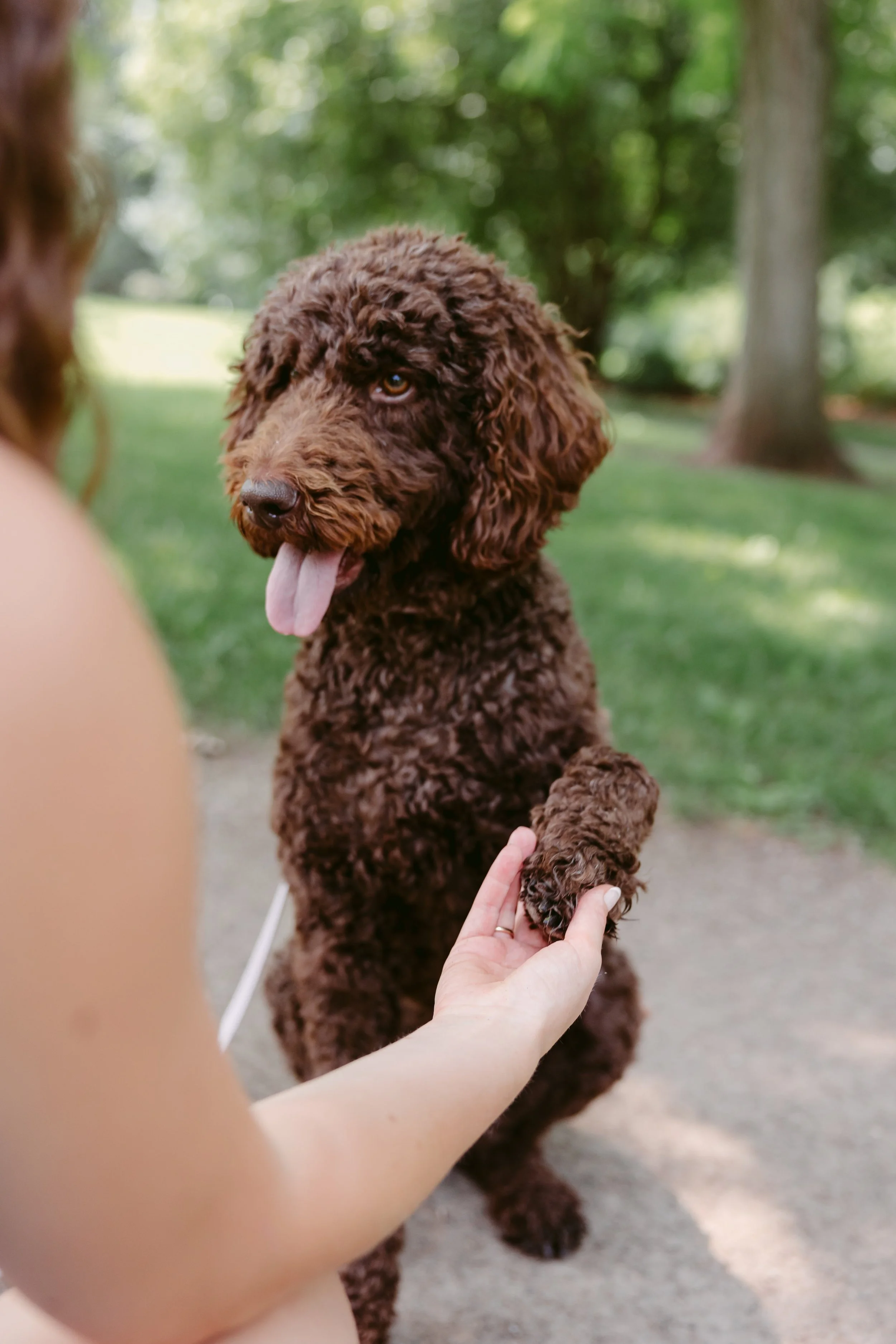 A brown, curly-haired dog standing on its hind legs, holding hands with a person, outdoors in a park with green trees and grass, the dog has its tongue out and is looking to the side.