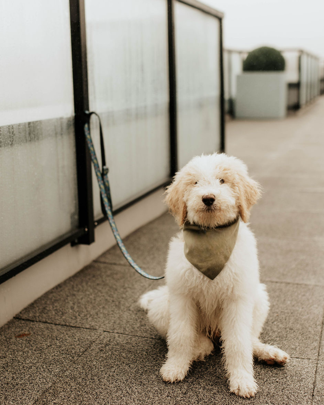 A fluffy, cream-colored puppy sitting on a gray outdoor surface, wearing a gray bandana, on a leash attached to a railing, with foggy glass panels and potted plants in the background.
