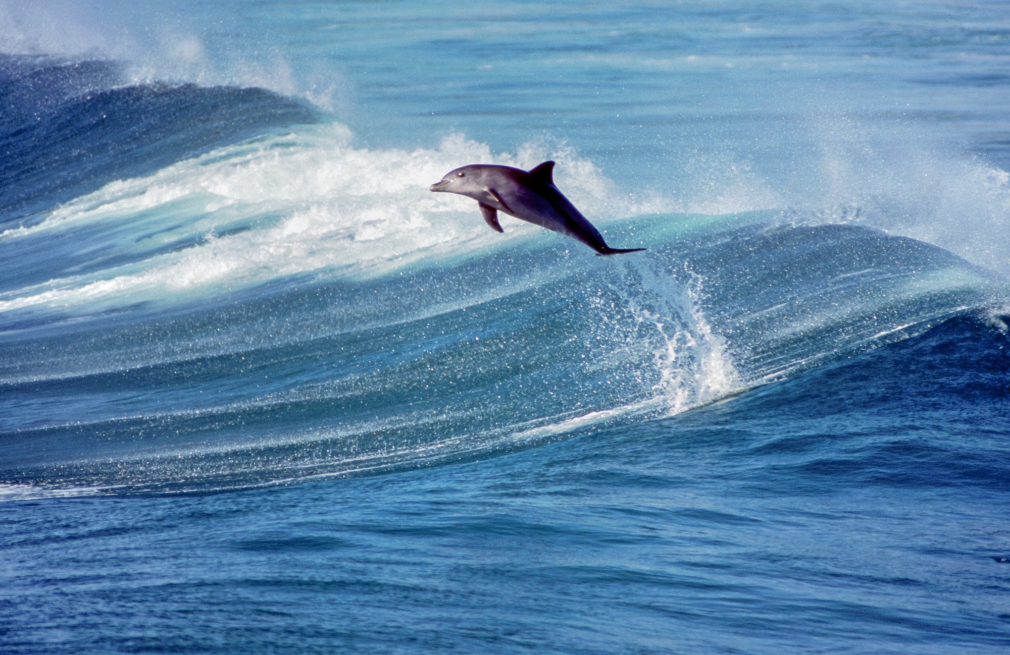 Freedom - John Derrey Photography