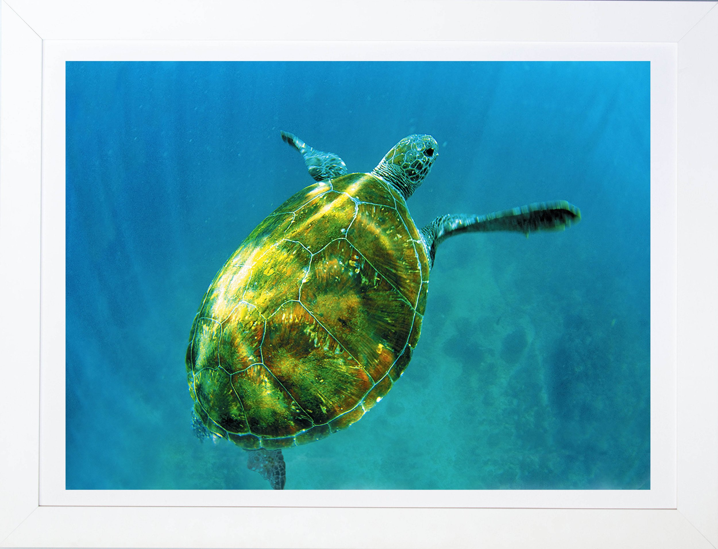 WEB SQ BED TURTLE.jpg