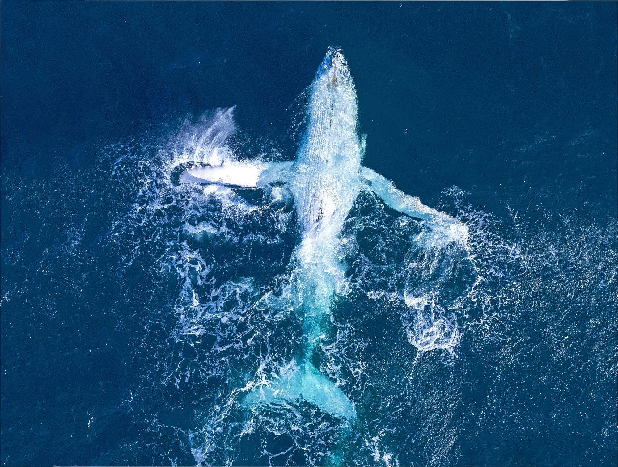A humpback whale lies on its back in deep blue water