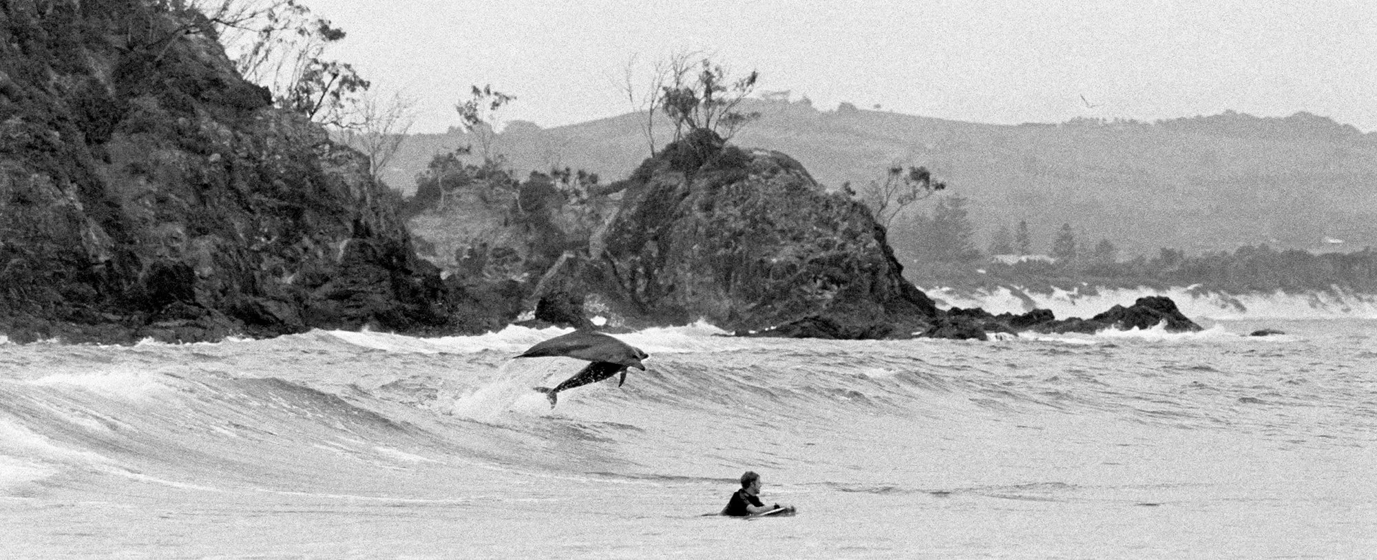 Dolphins The Pass