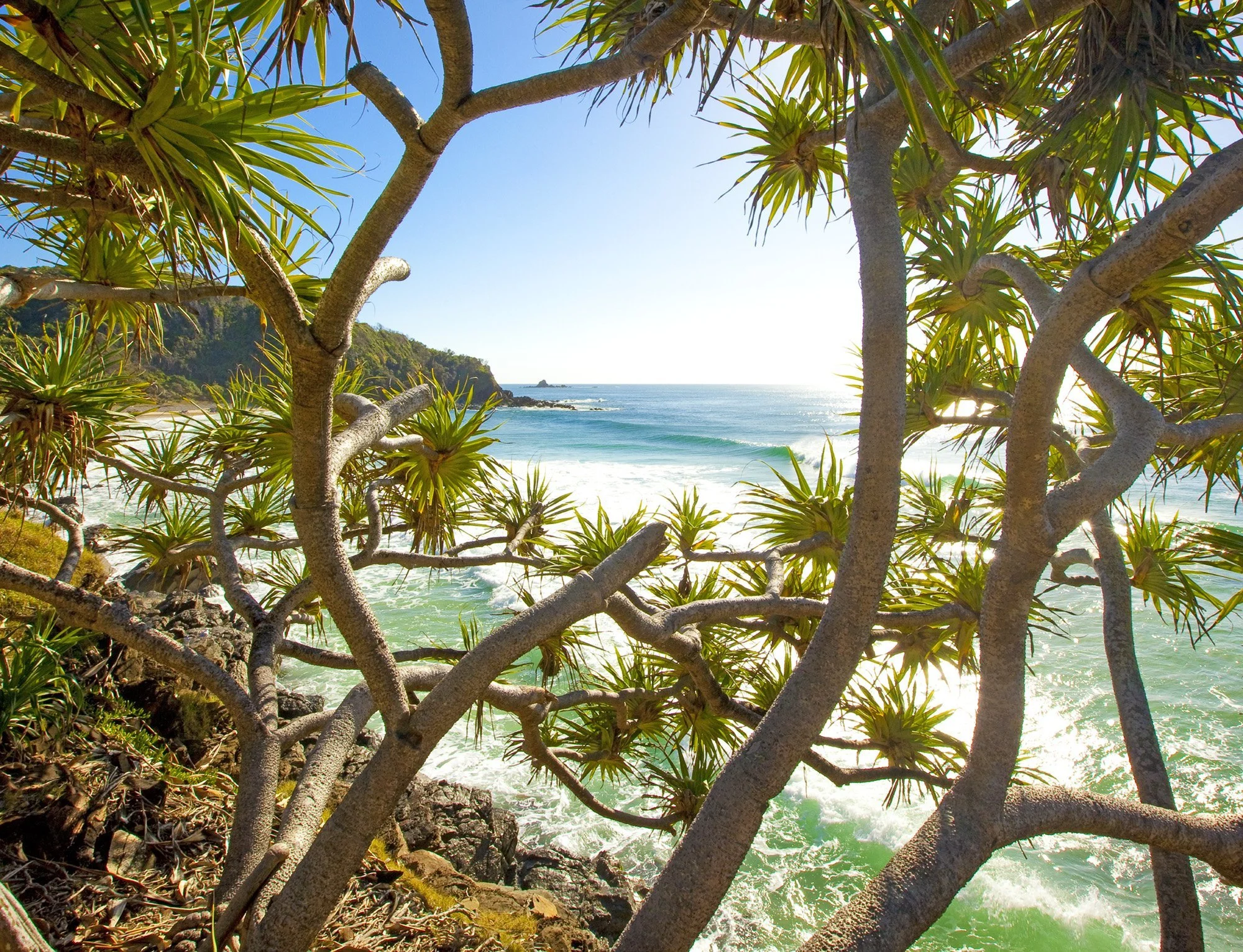 Peaking through the branches of a pandanus reveals a blue and green ocean in the distance