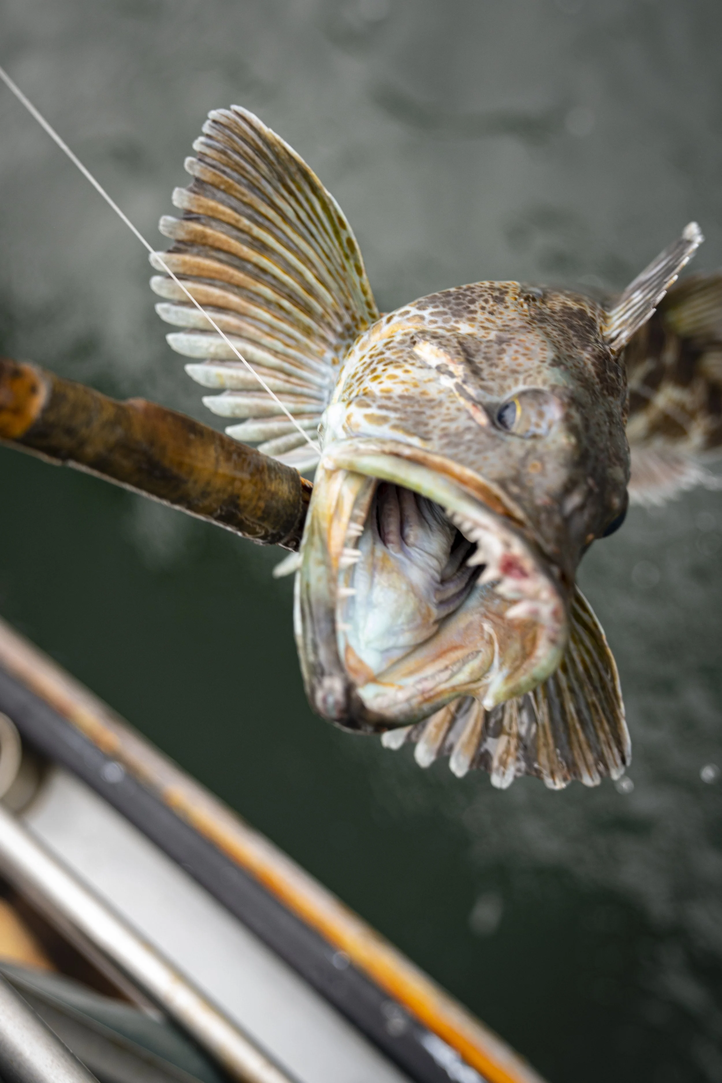 PacificPearlCharters_0960.jpg