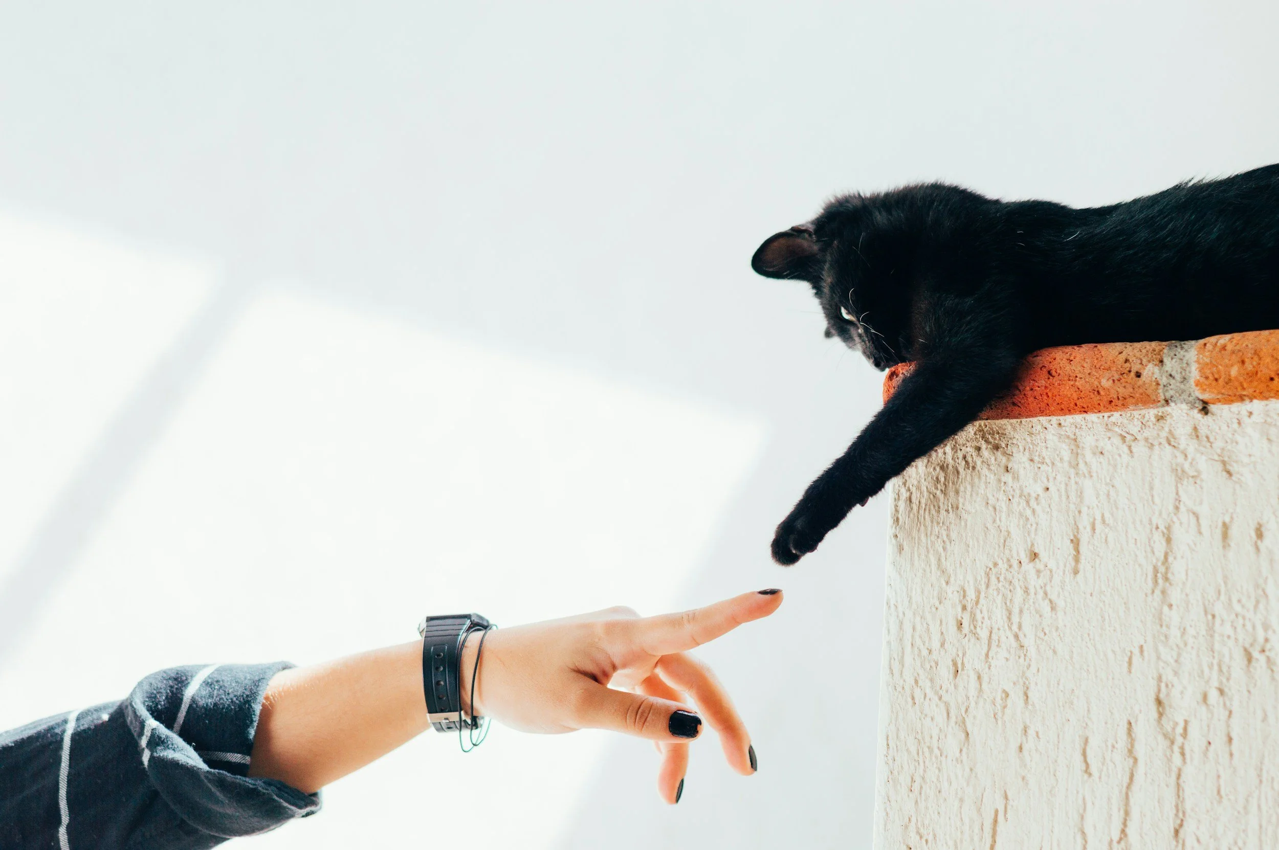 Guilt After Euthanasia: Processing the Weight of “Did I Do the Right Thing?”