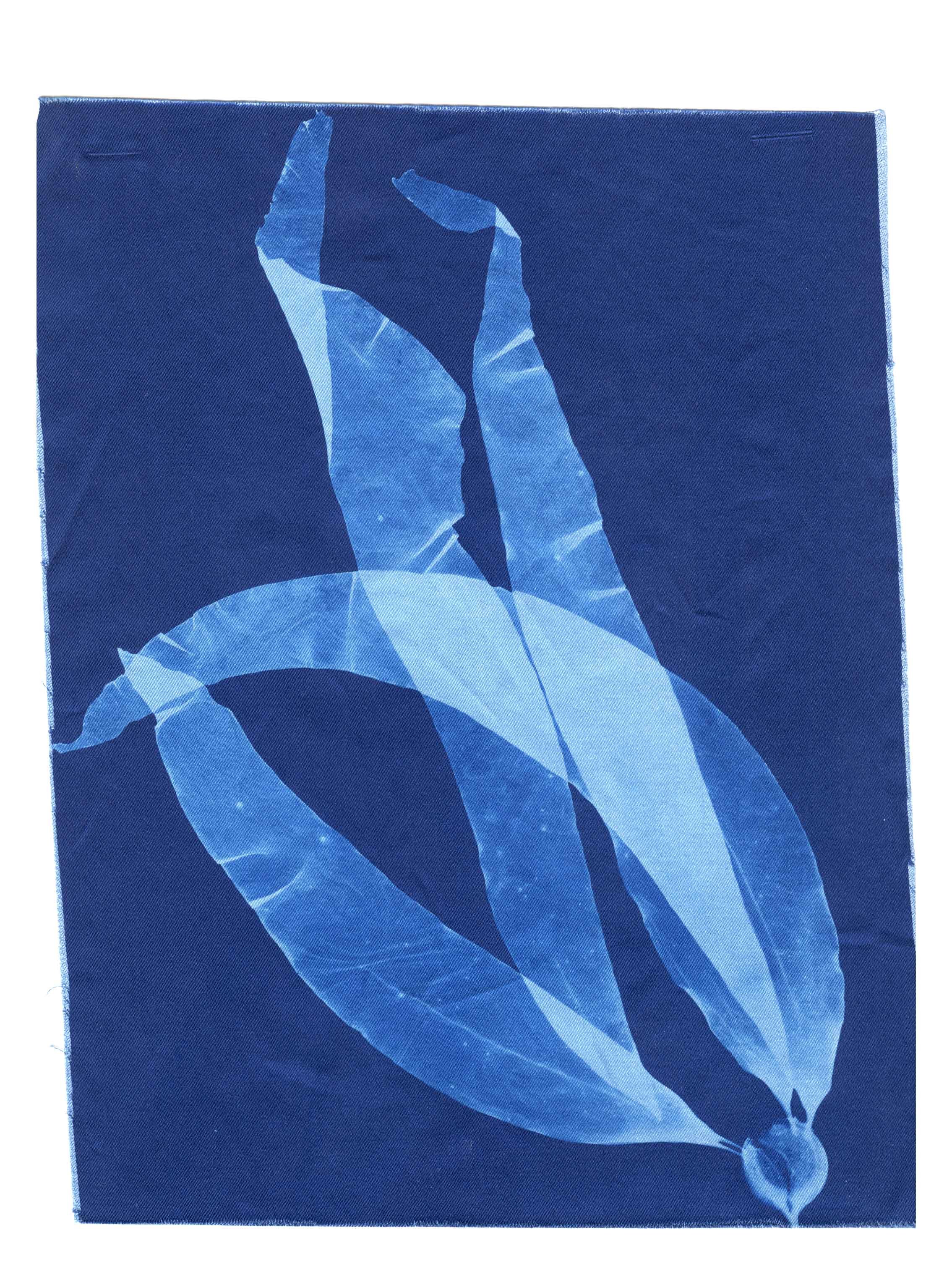 Cyanotype Study 6, 8.25x10.75