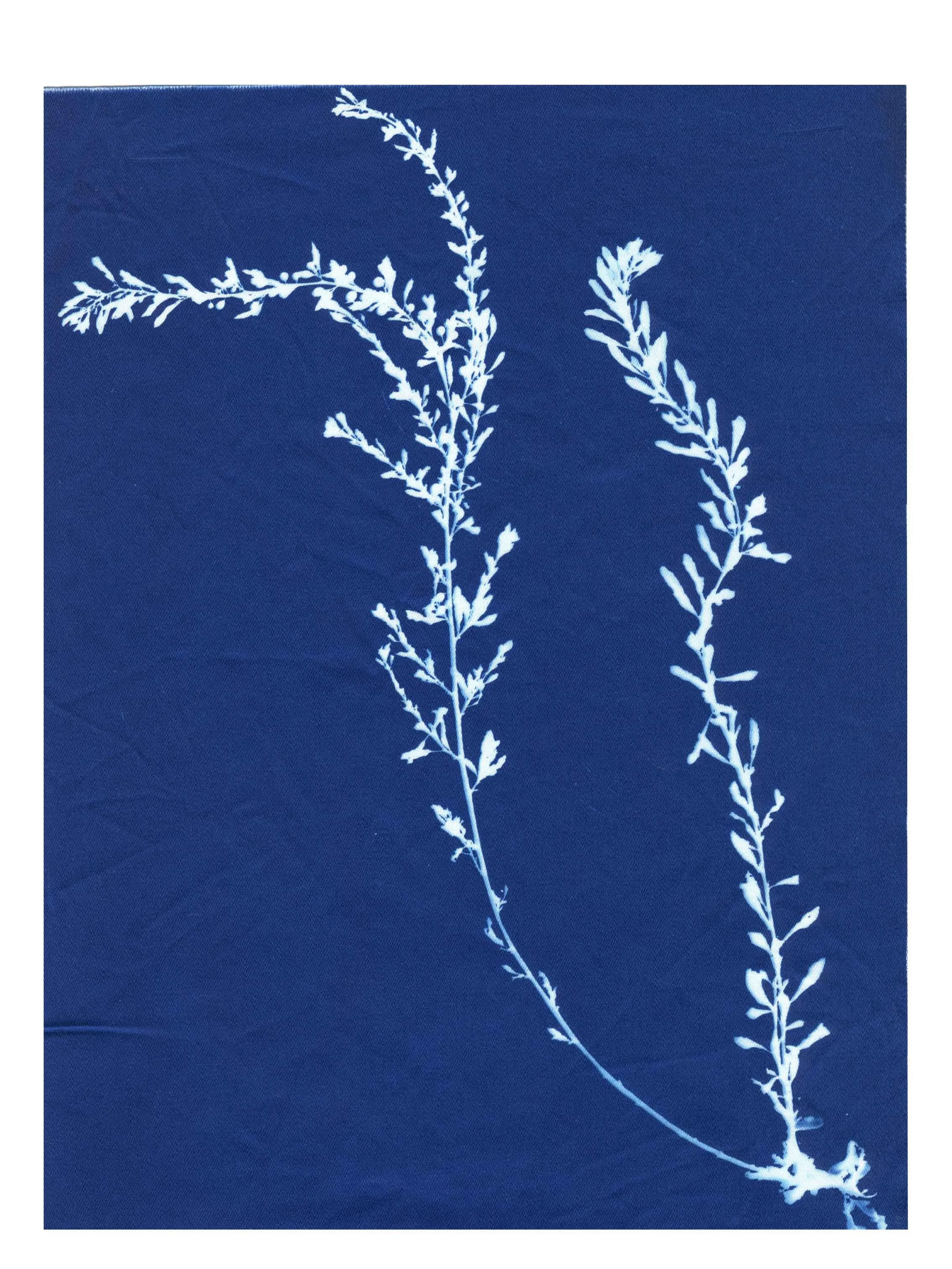 Cyanotype Study 4, 8.25x10.75