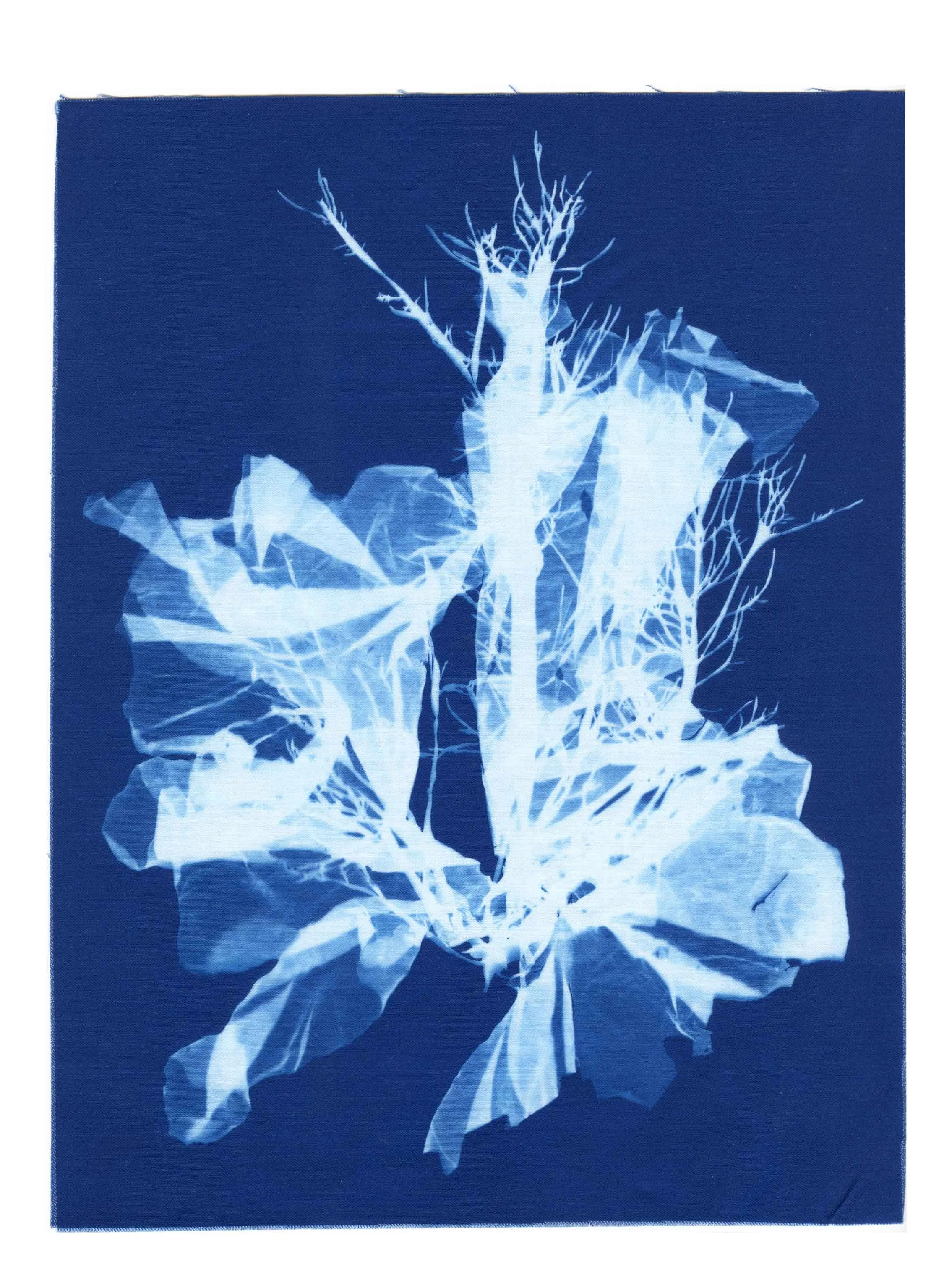 Cyanotype Study 1, 8.25x10.75