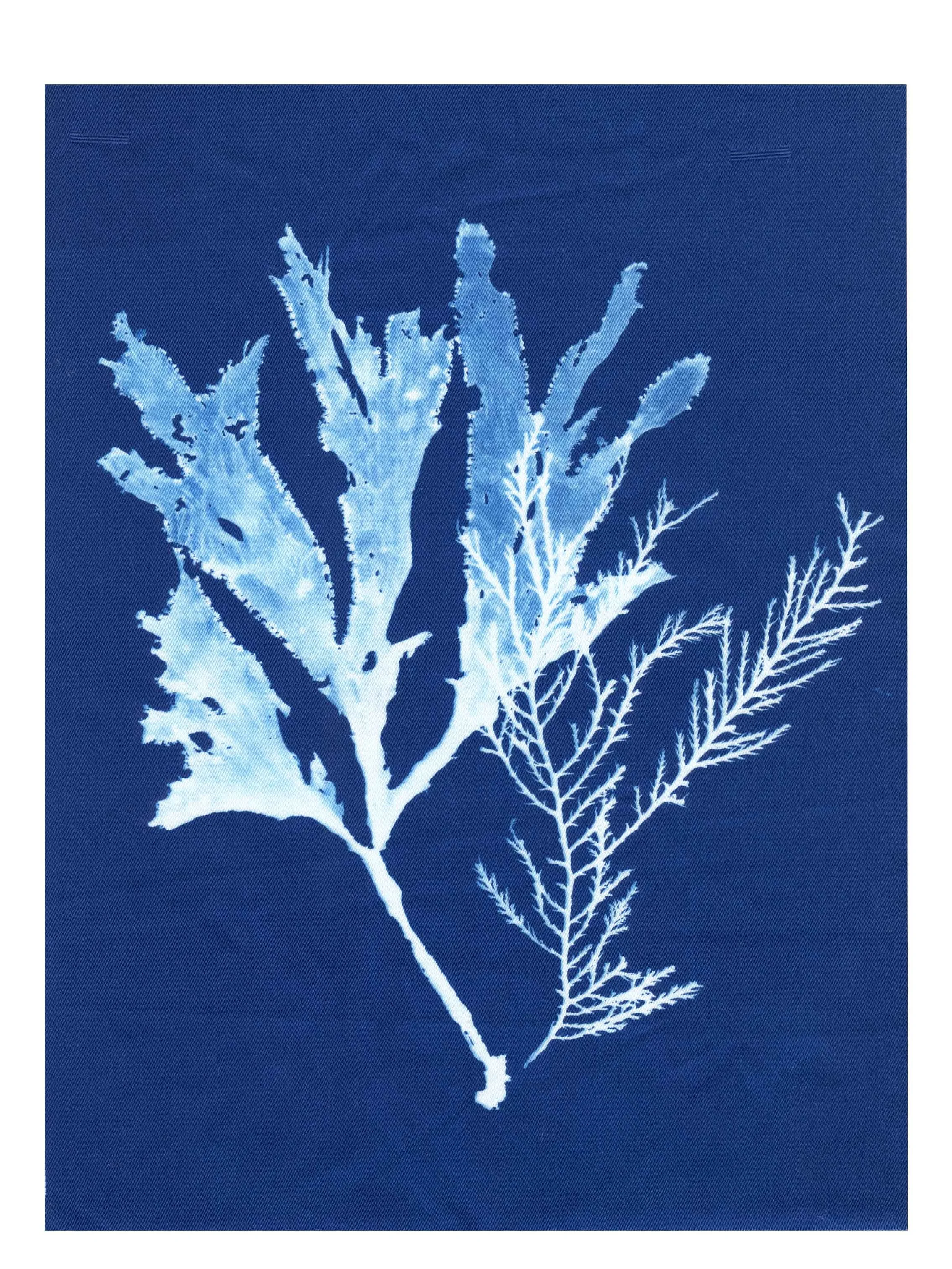 Cyanotype Study 12, 8.25x10.75