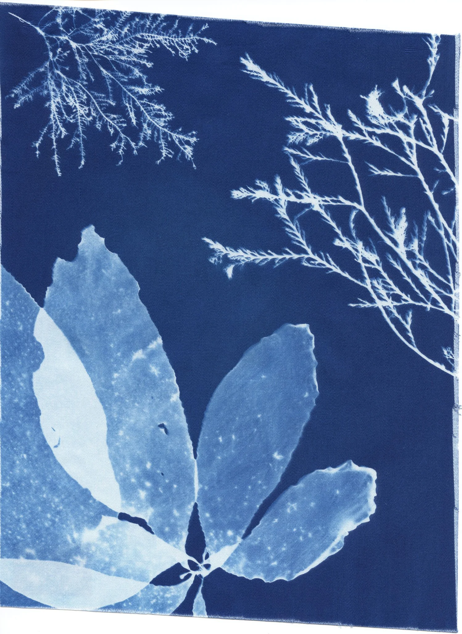 Cyanotype Study 8, 8.25x10.75
