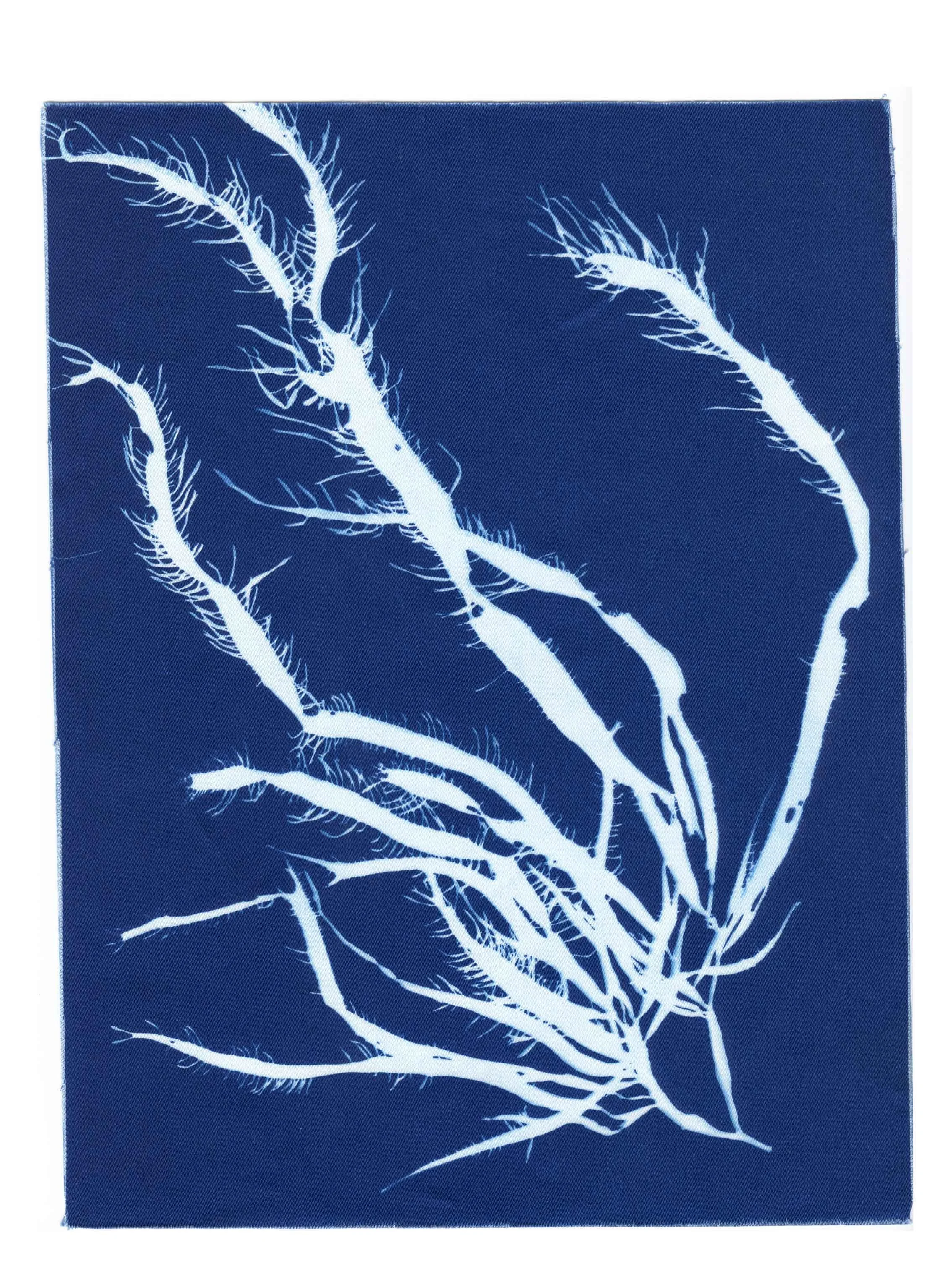 Cyanotype Study 2, 8.25x10.75