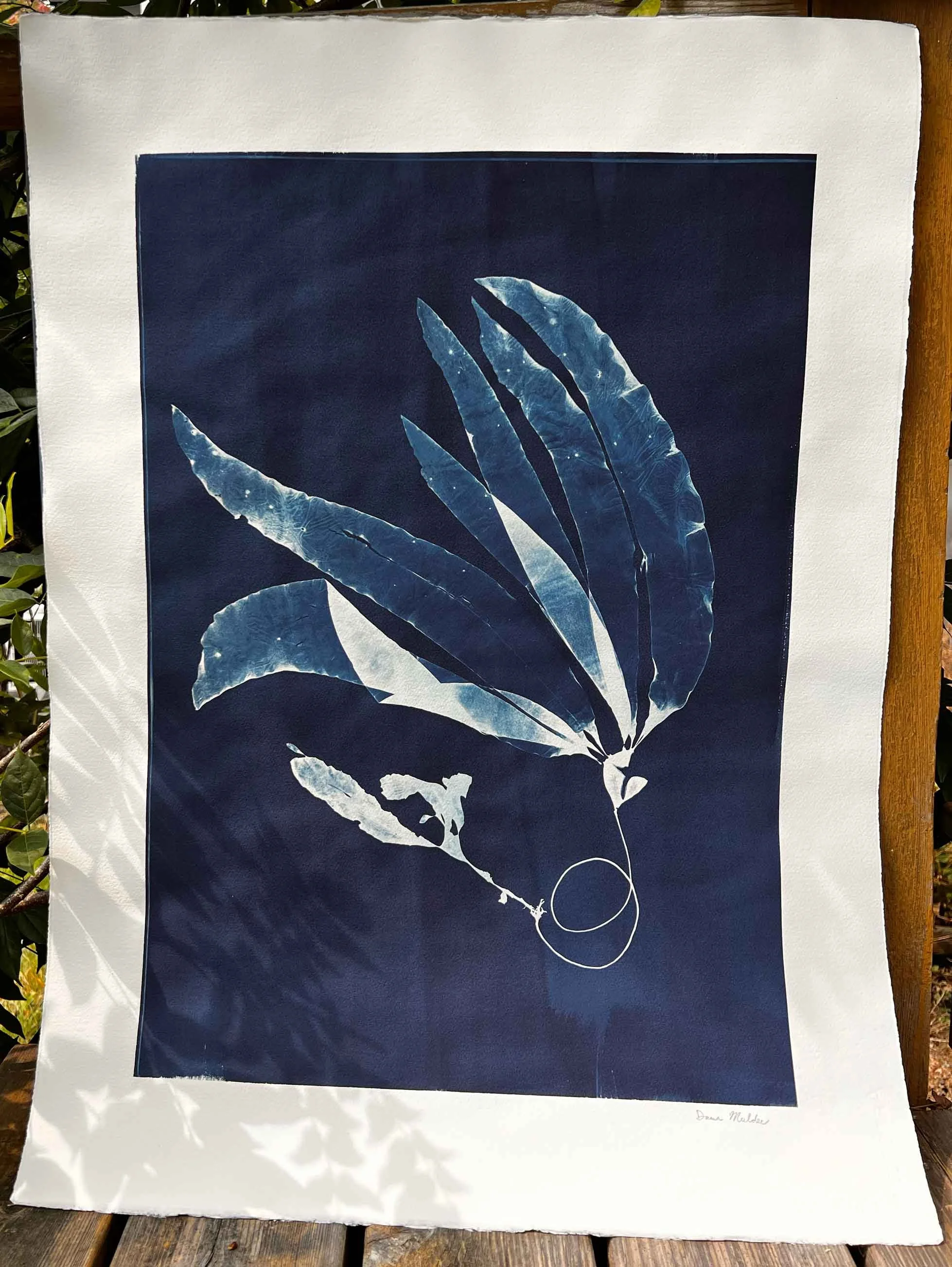 kelpstudy_detail_01.jpg