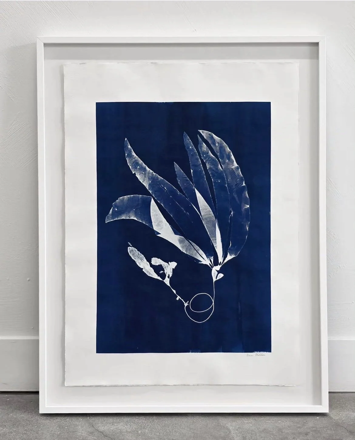 Kelp Study on Cyanotype, 22x30.25