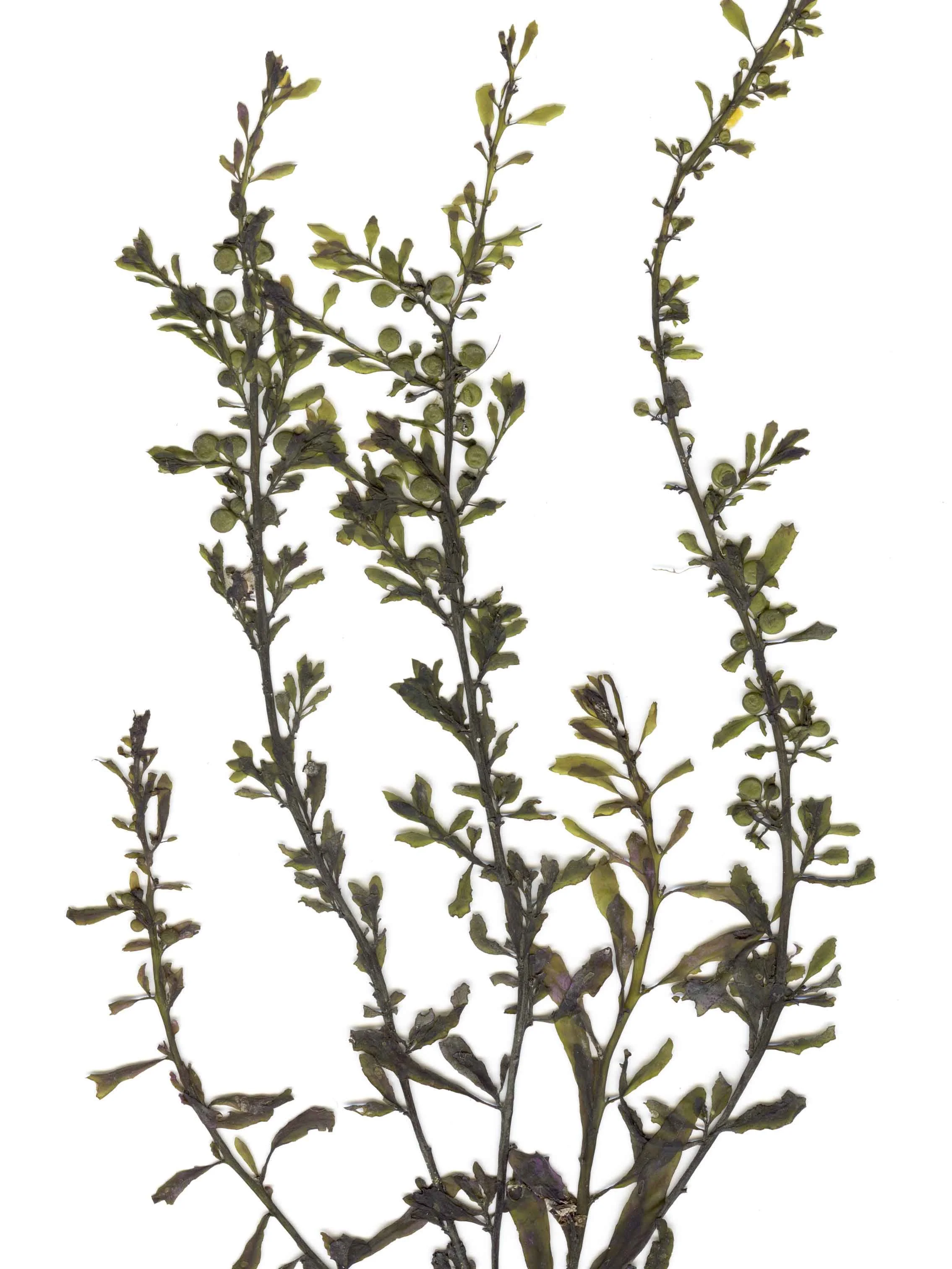 sargassum_hover.jpg