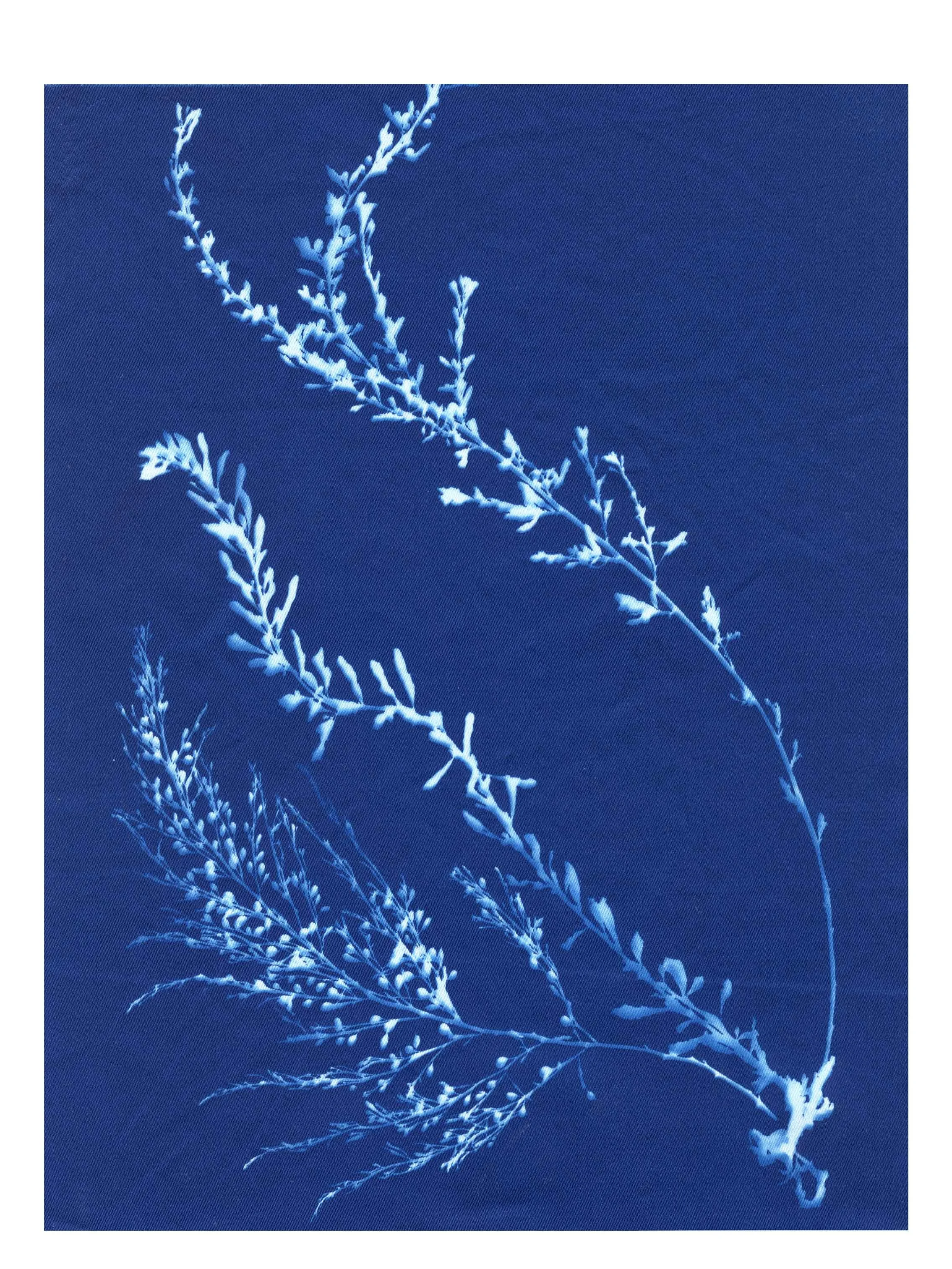Cyanotype Study 11, 8.25x10.75
