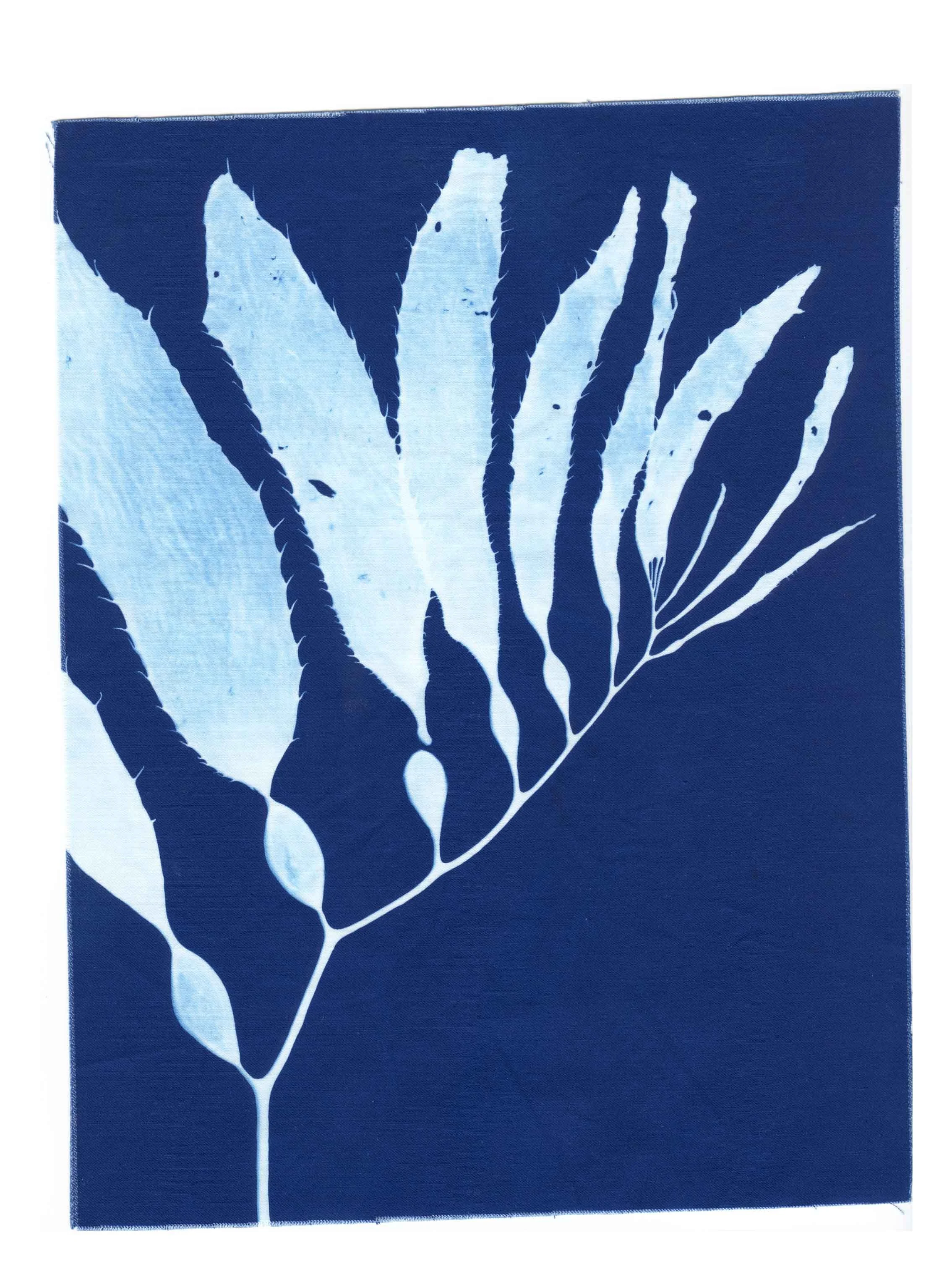 Cyanotype Study 3, 8.25x10.75