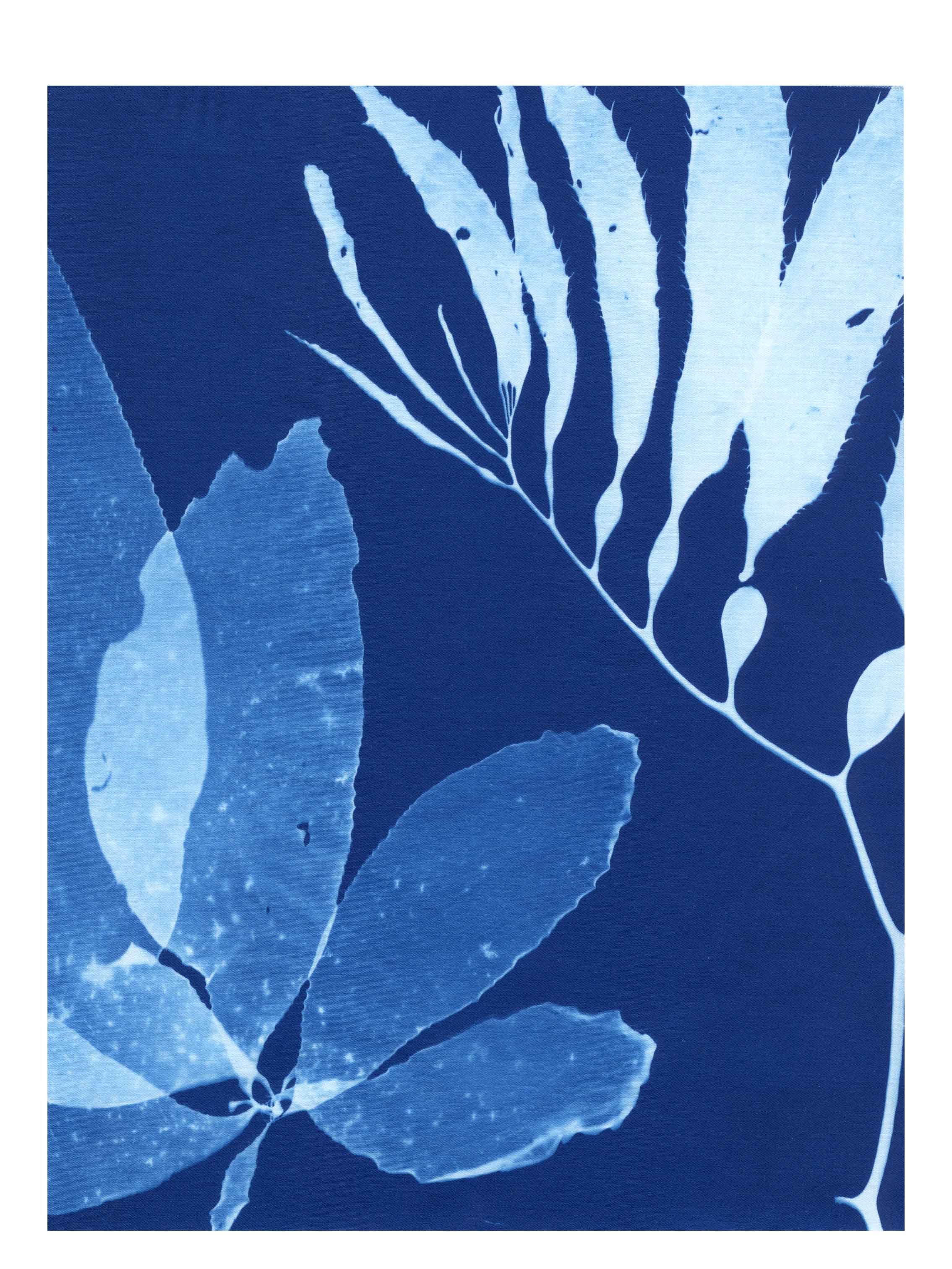Cyanotype Study 5, 8.25x10.75