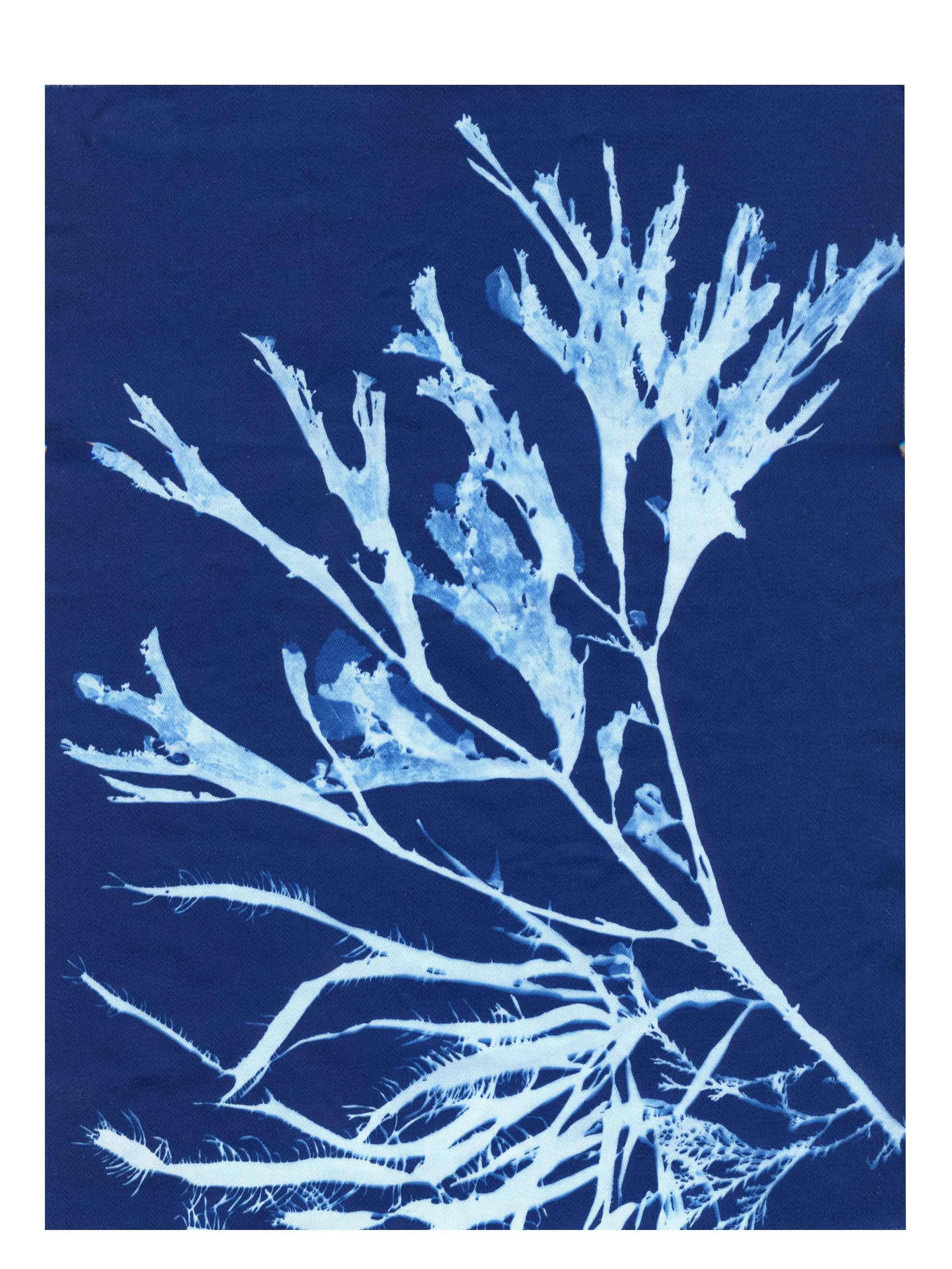 Cyanotype Study 10, 8.25x10.75