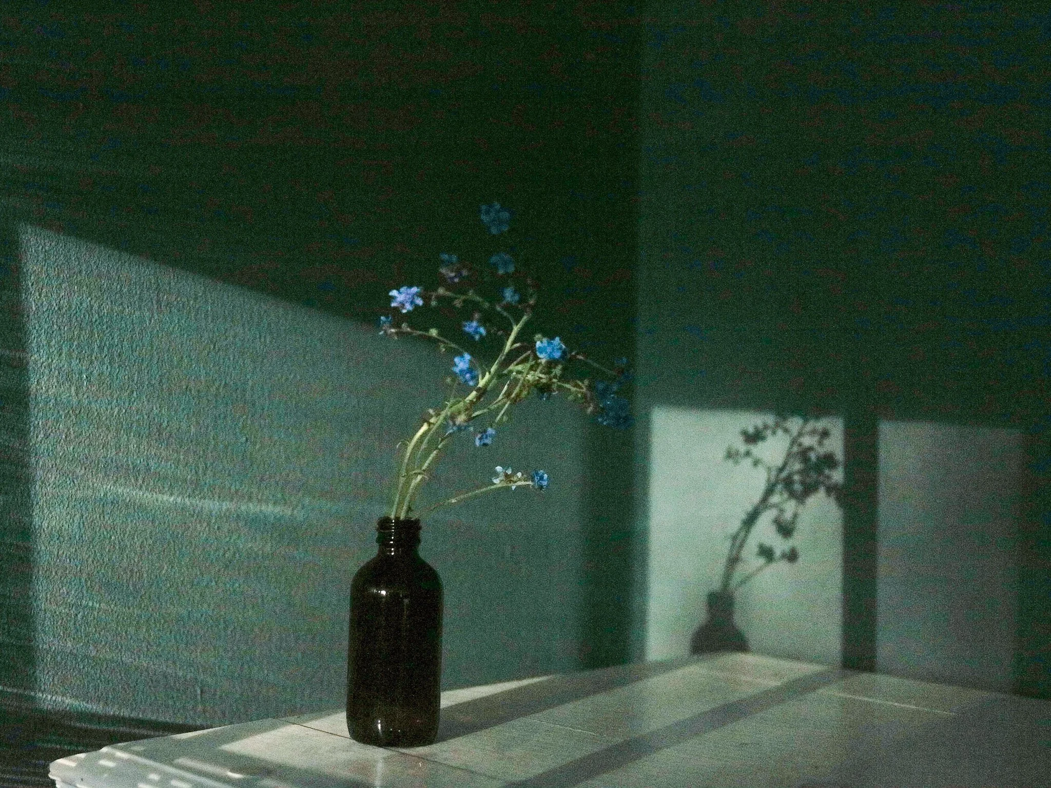 Bluebells in vase